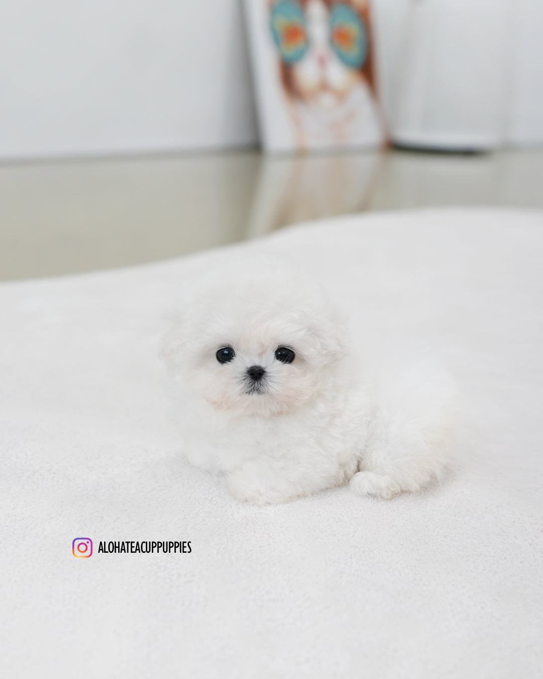 Celine [TEACUP BICHON]