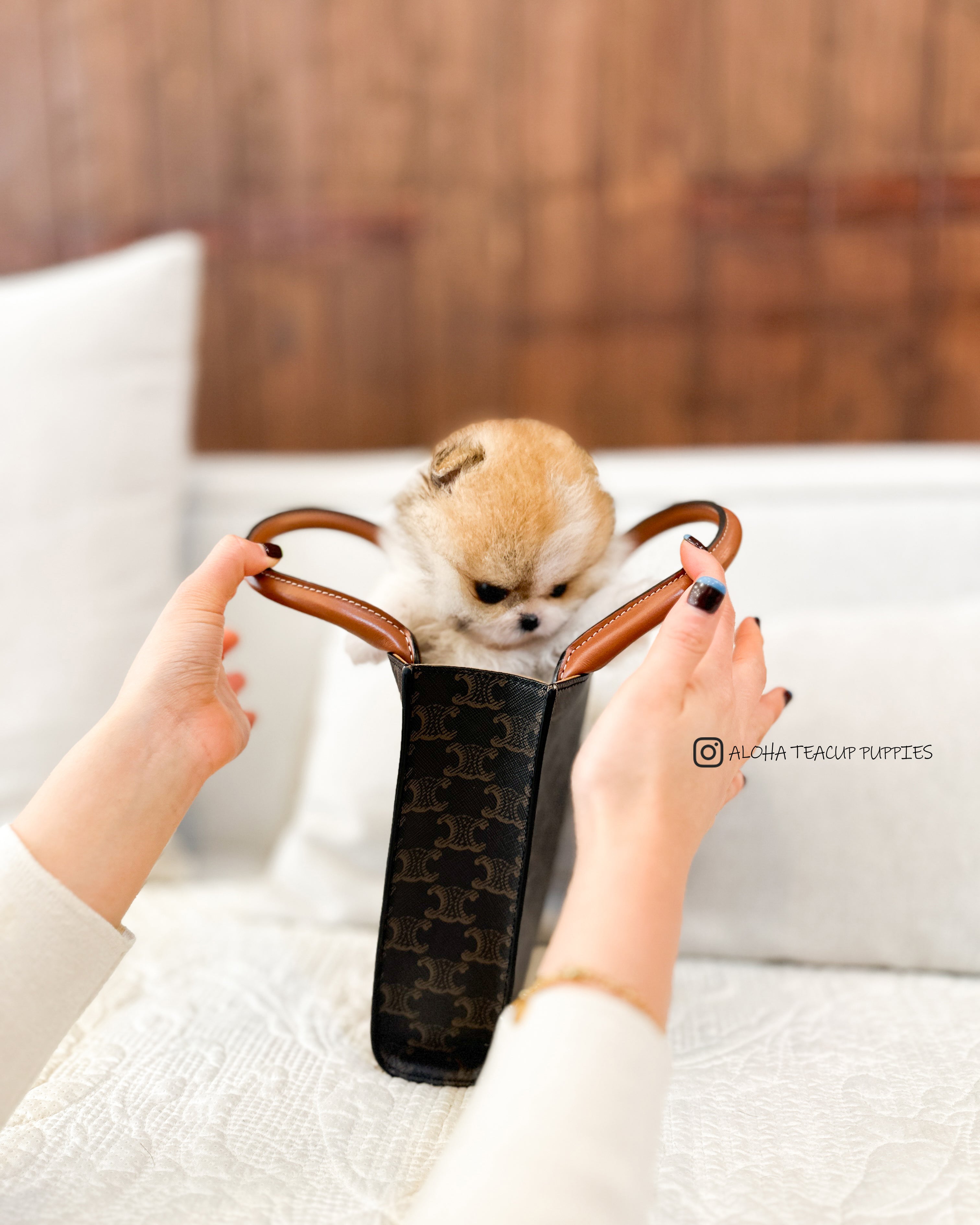 Robin [POMERANIA TAZA DE TÉ]