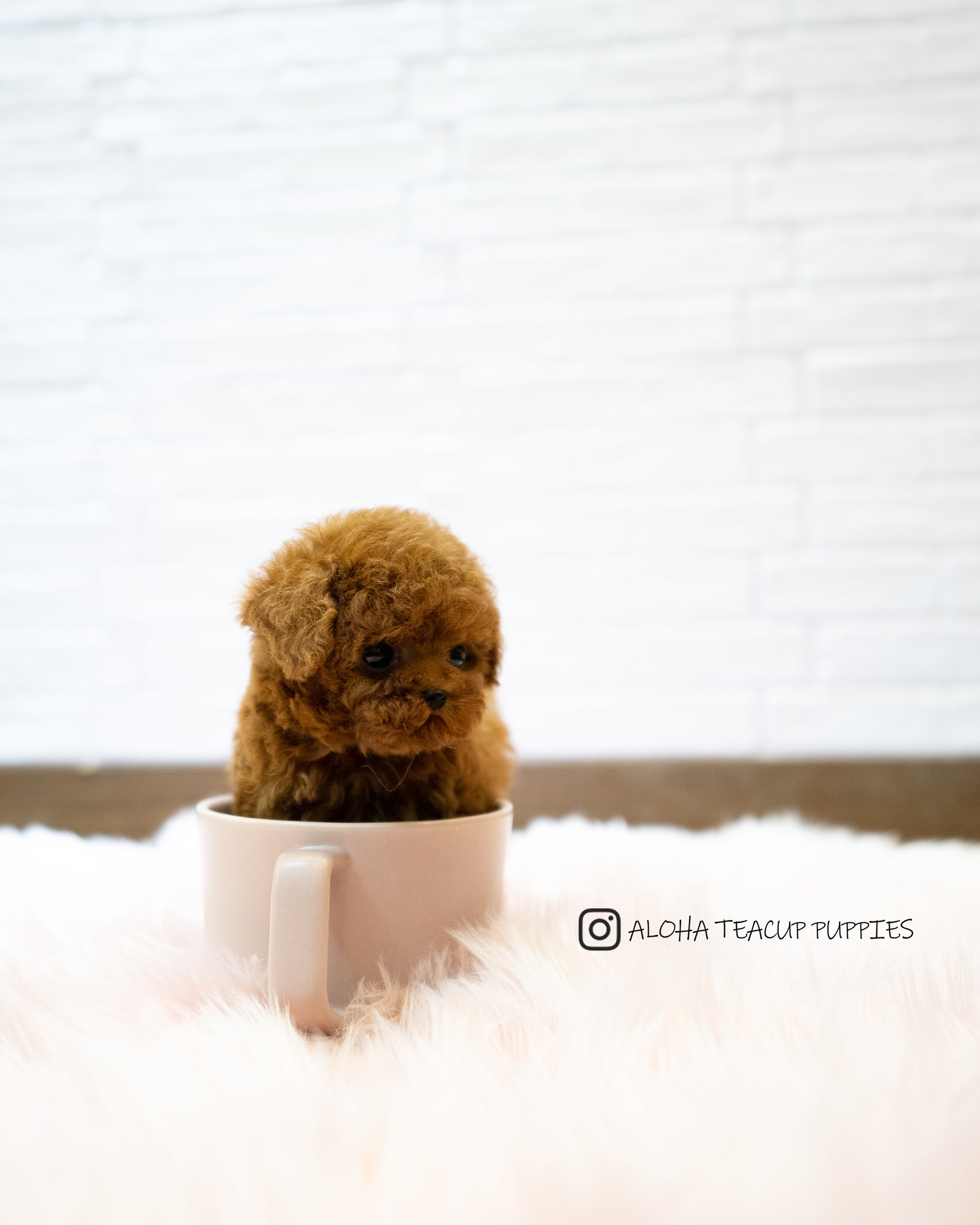 Sonny [TEACUP POODLE]