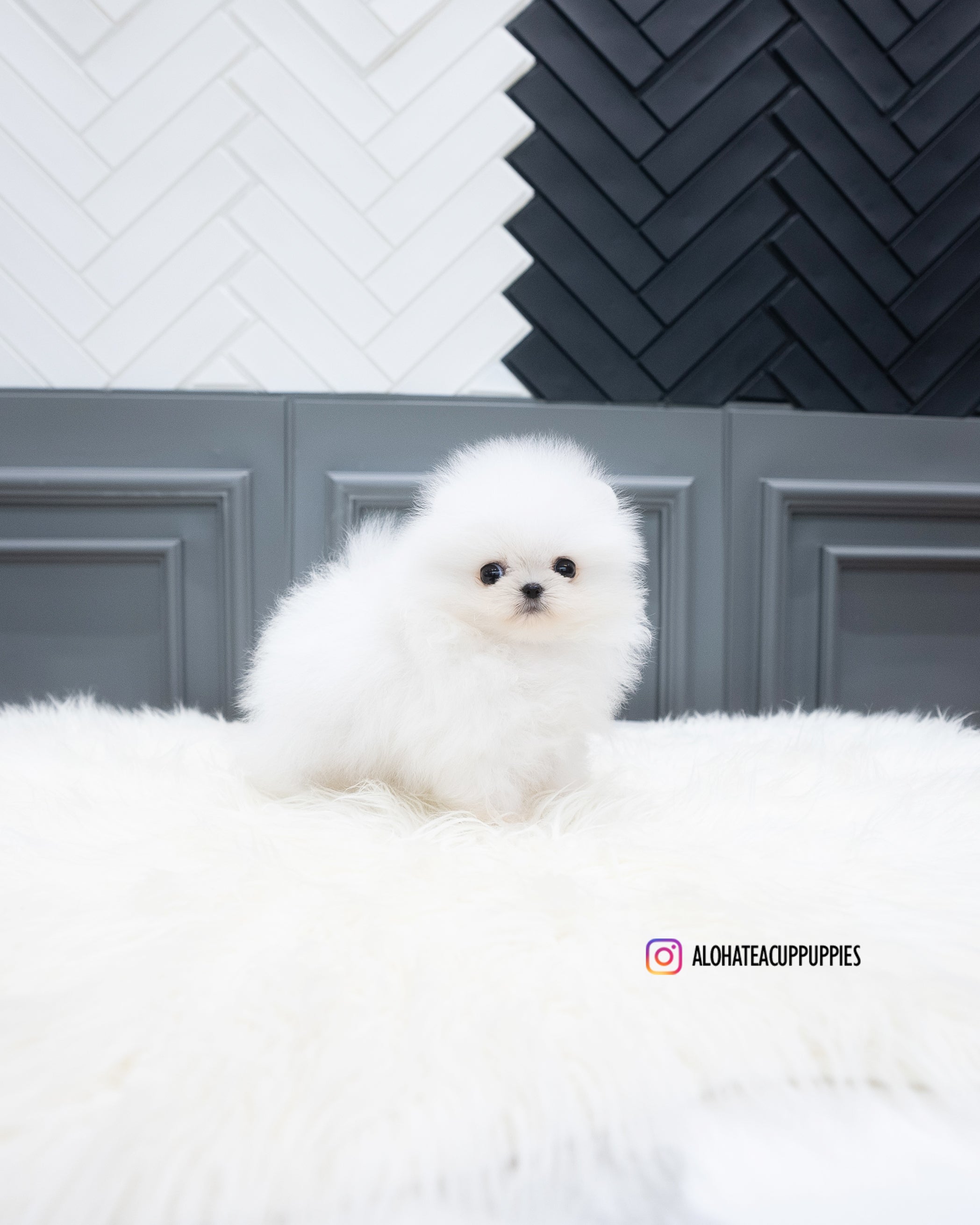 Adam [TEACUP POMERANIAN]