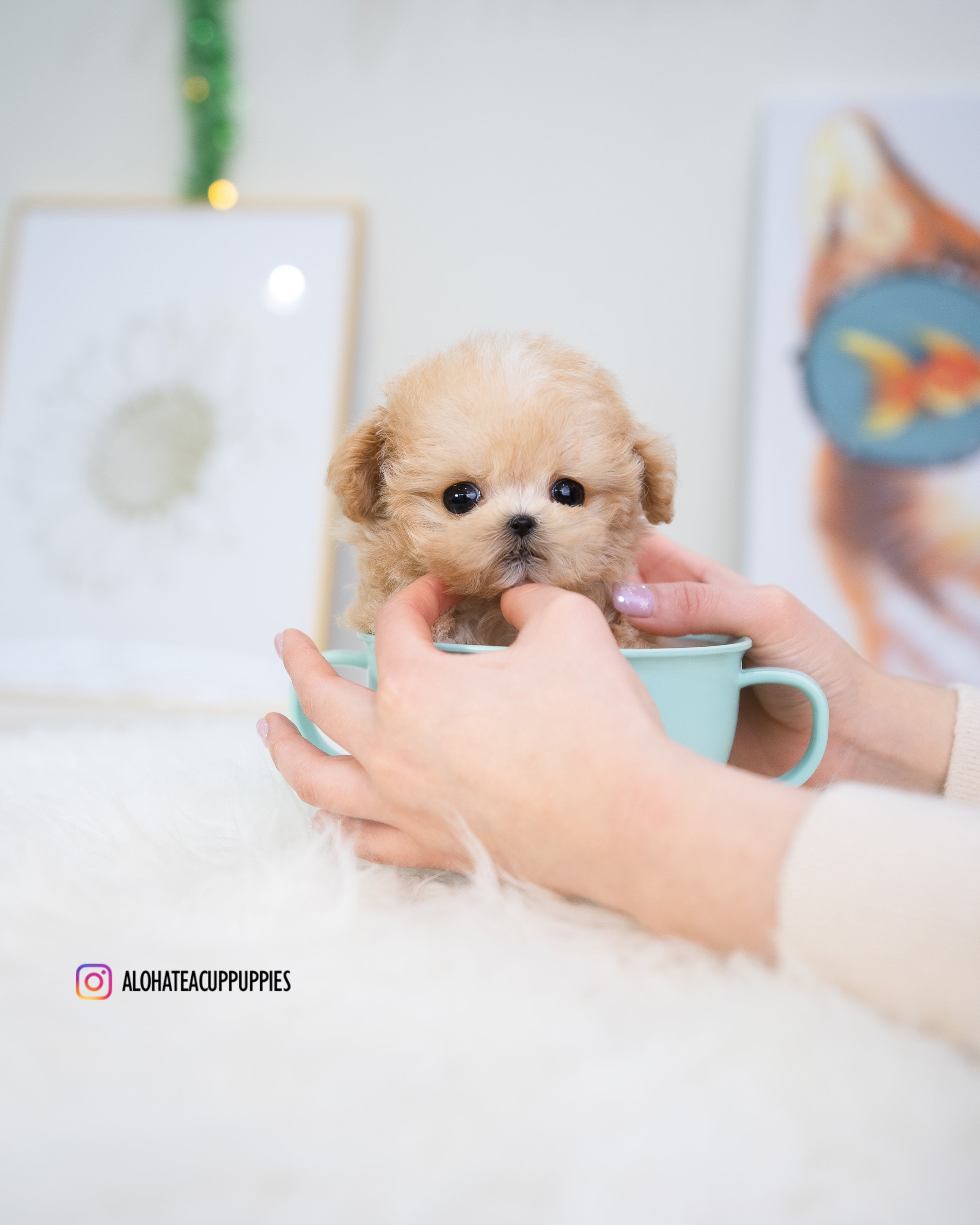 Gucci [TEACUP MALTIPOO]