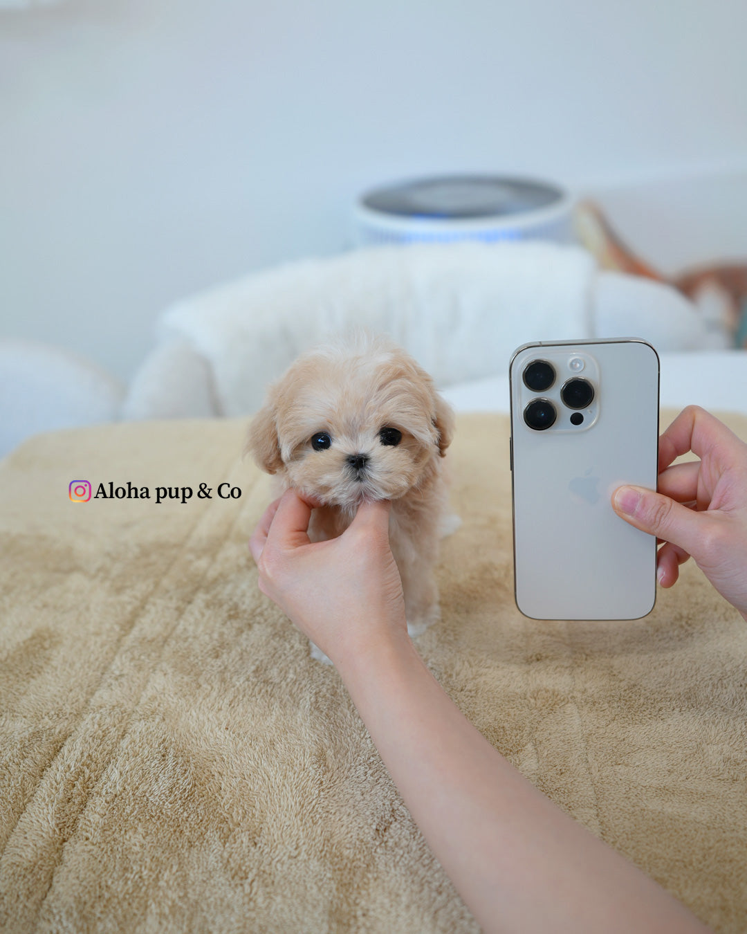 Mori [TEACUP MALTIPOO]