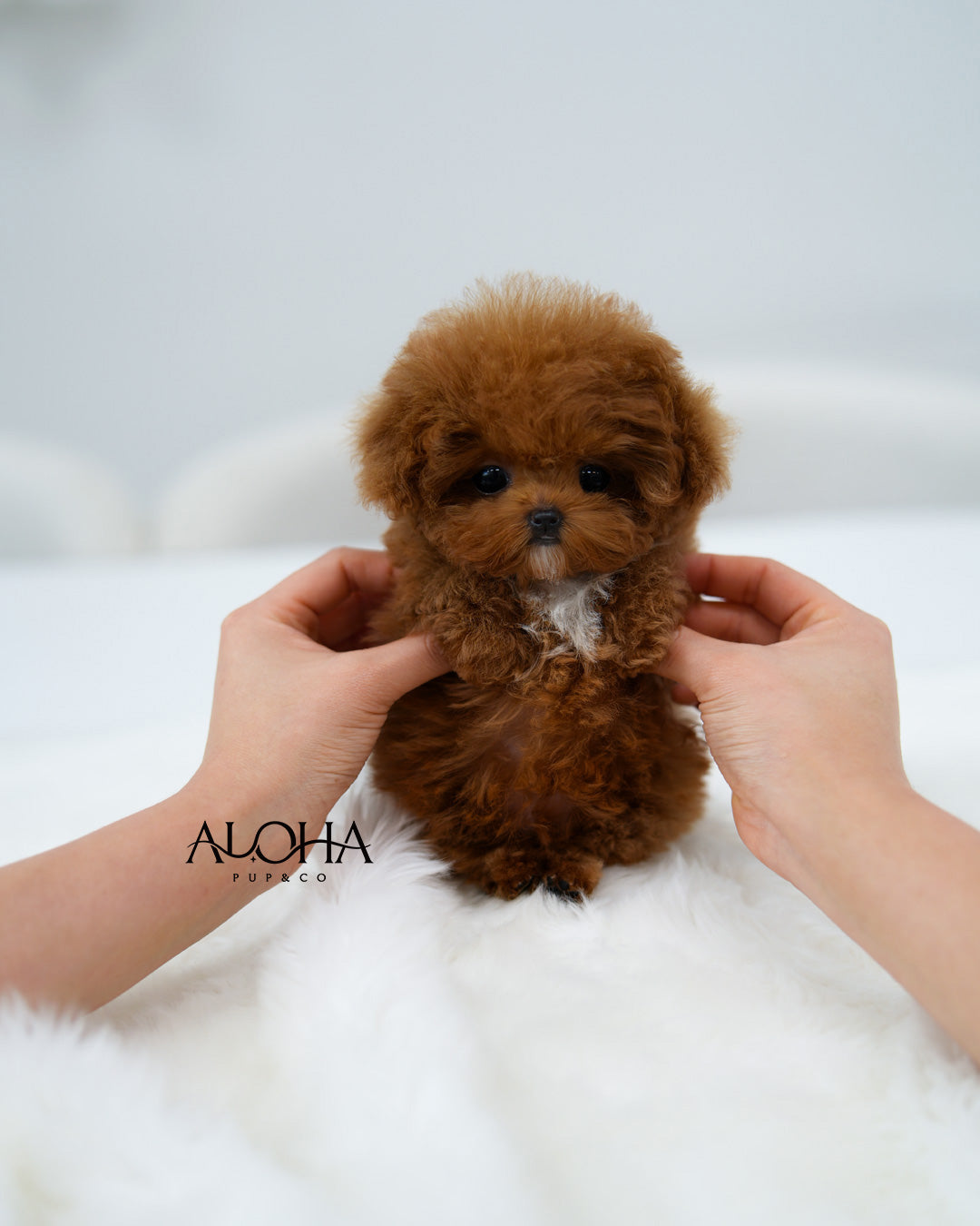 Bay [TEACUP POODLE]