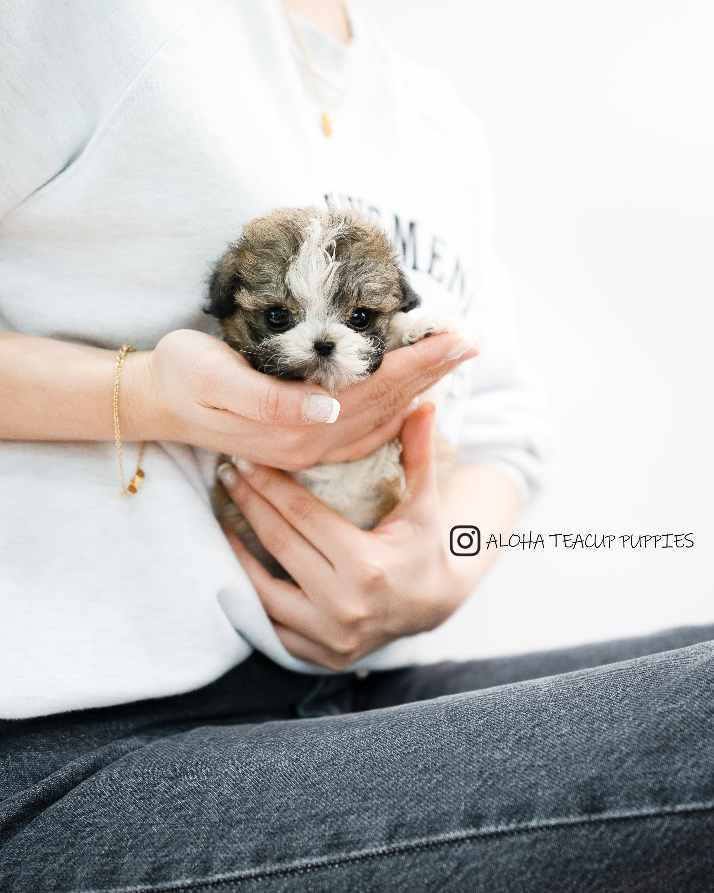 Nico [TEACUP MALTIPOO]