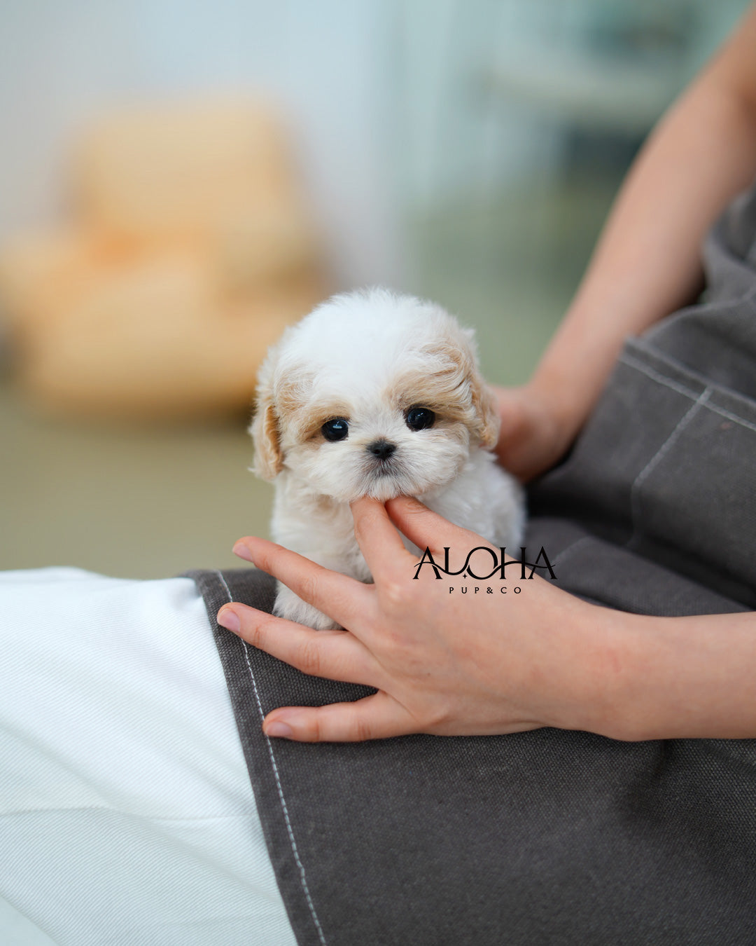 Timmy [TEACUP MALTIPOO]