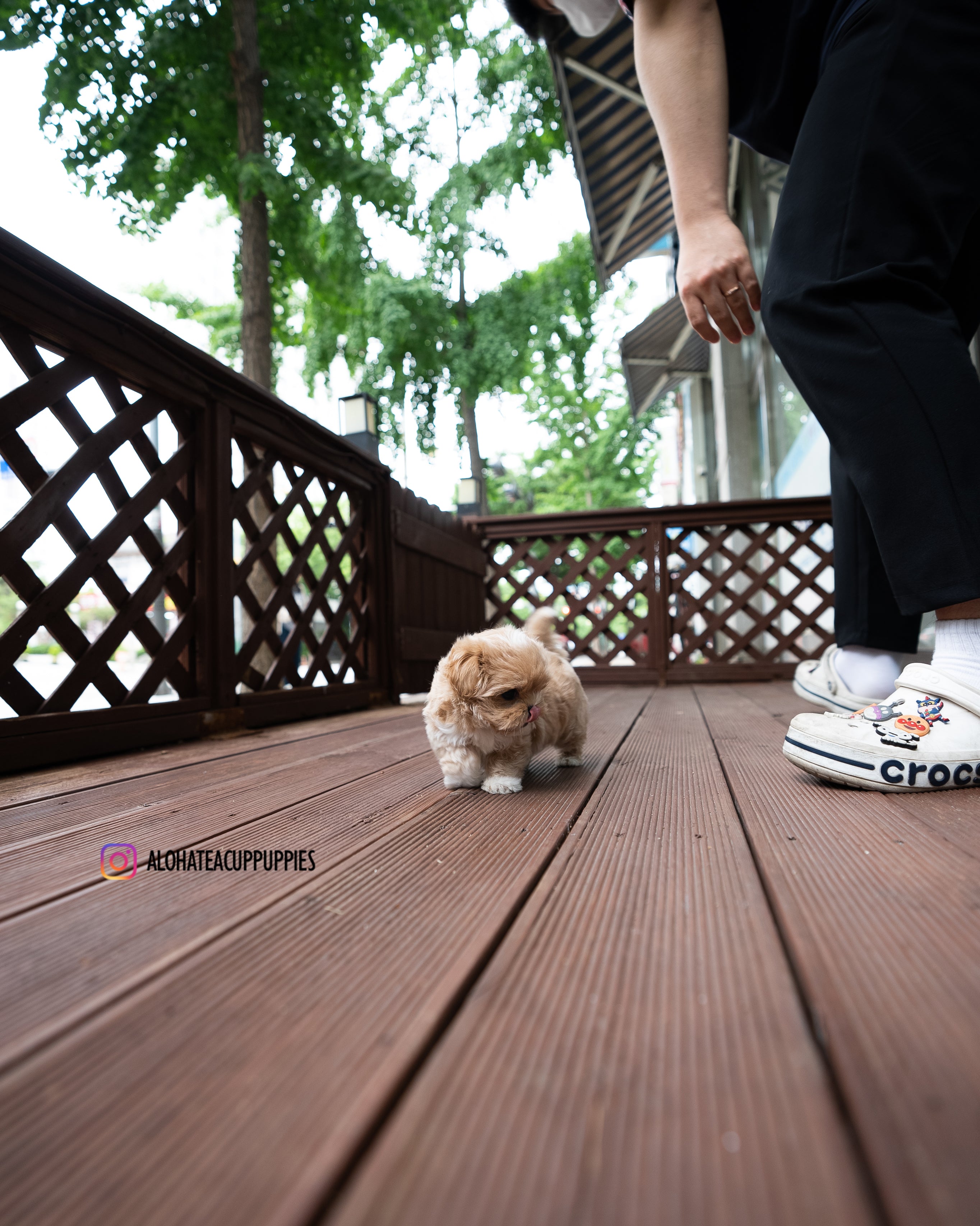 Harry [TEACUP MALTIPOO]