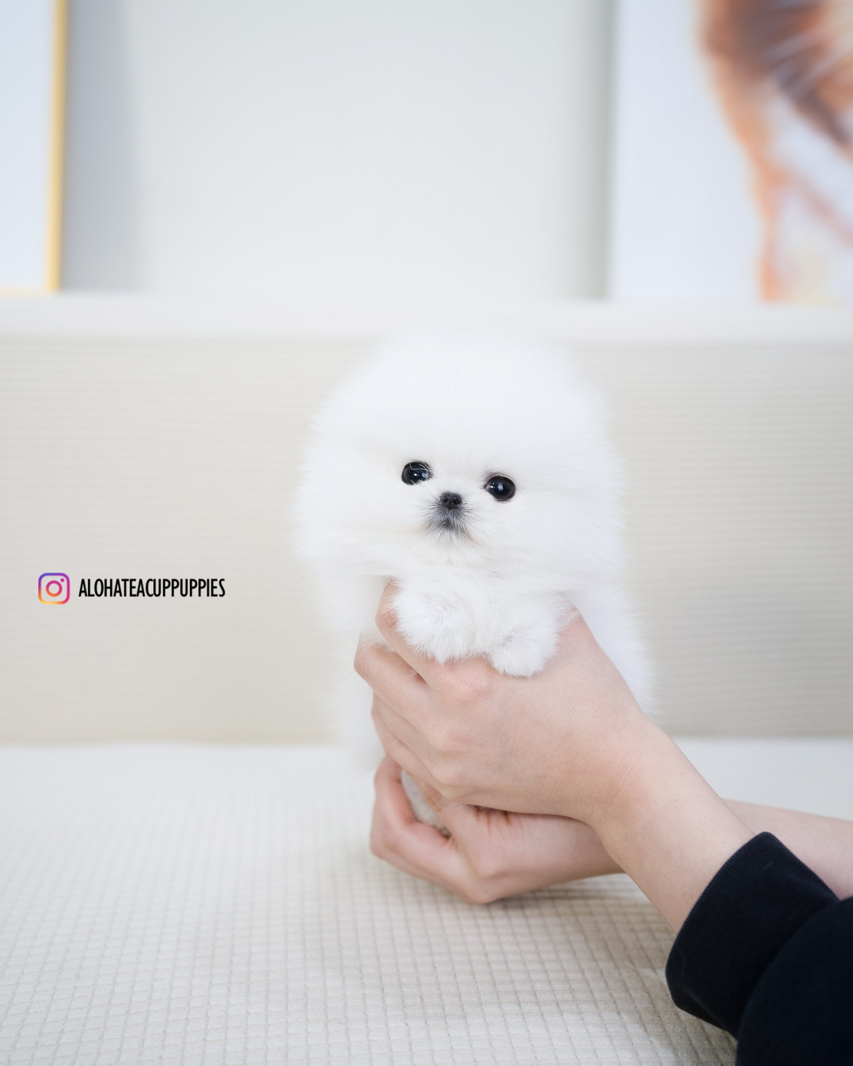 Milk [POMERANIA TAZA DE TÉ]