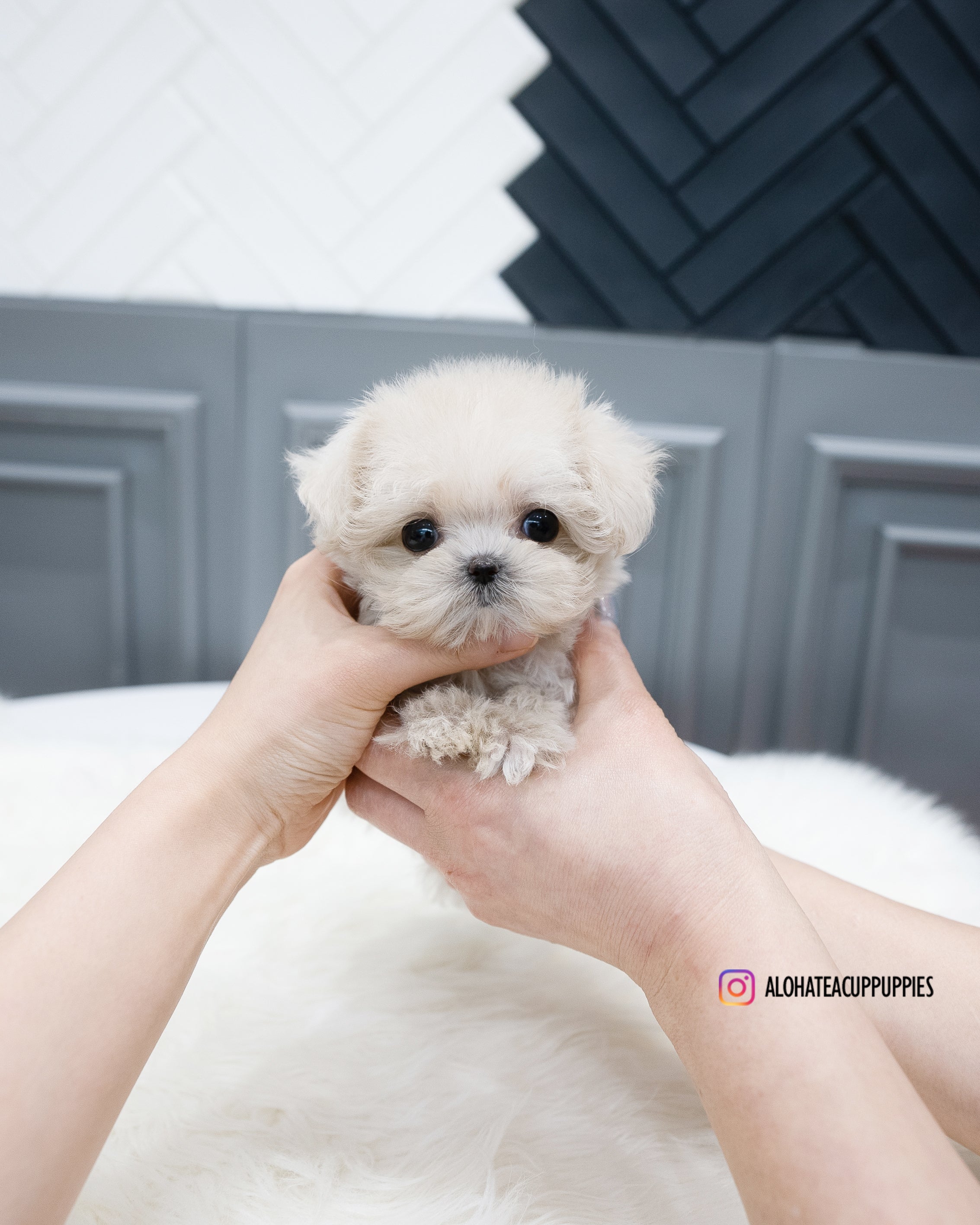 Zara [TEACUP MALTIPOO]