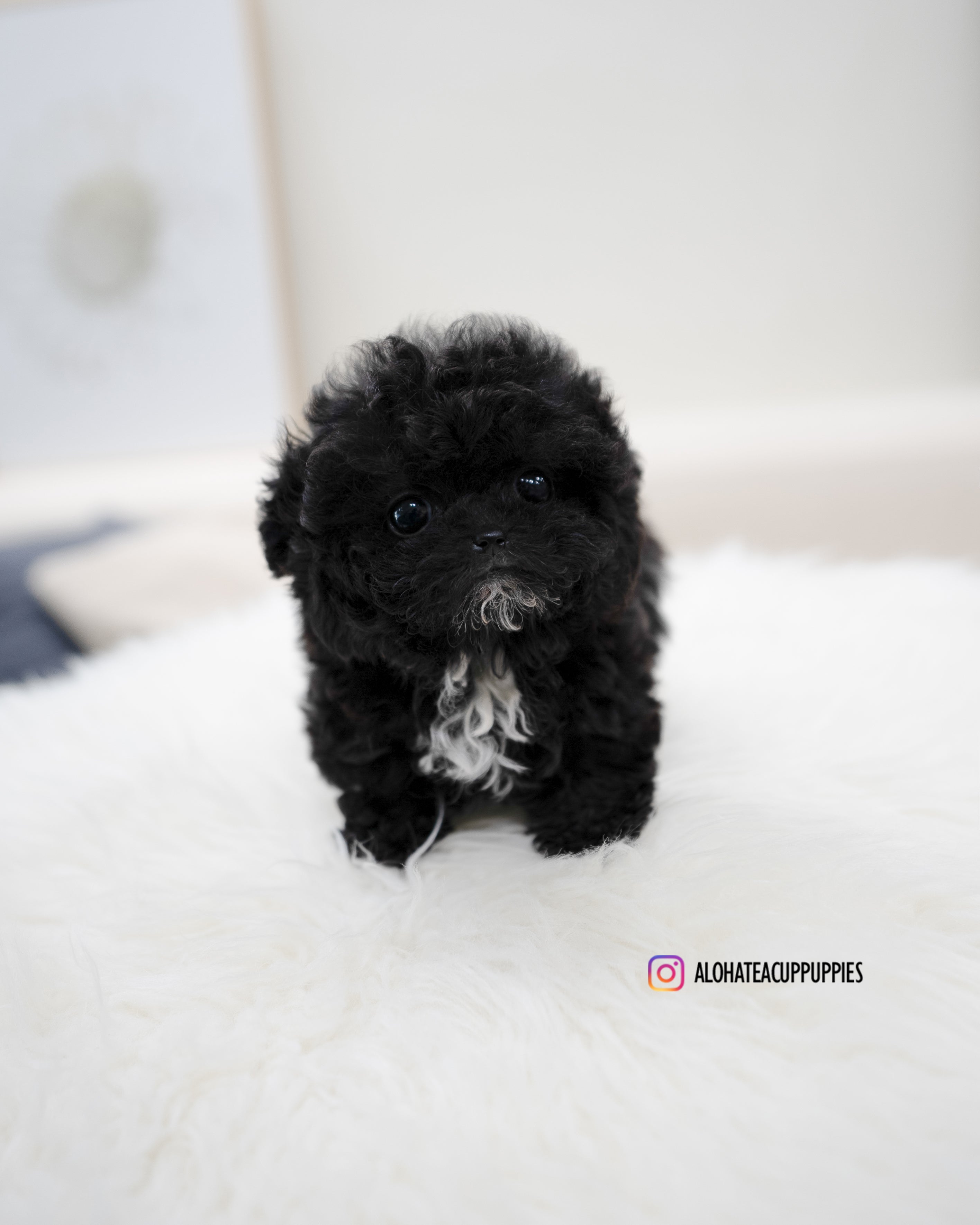 Mael [TEACUP POODLE]