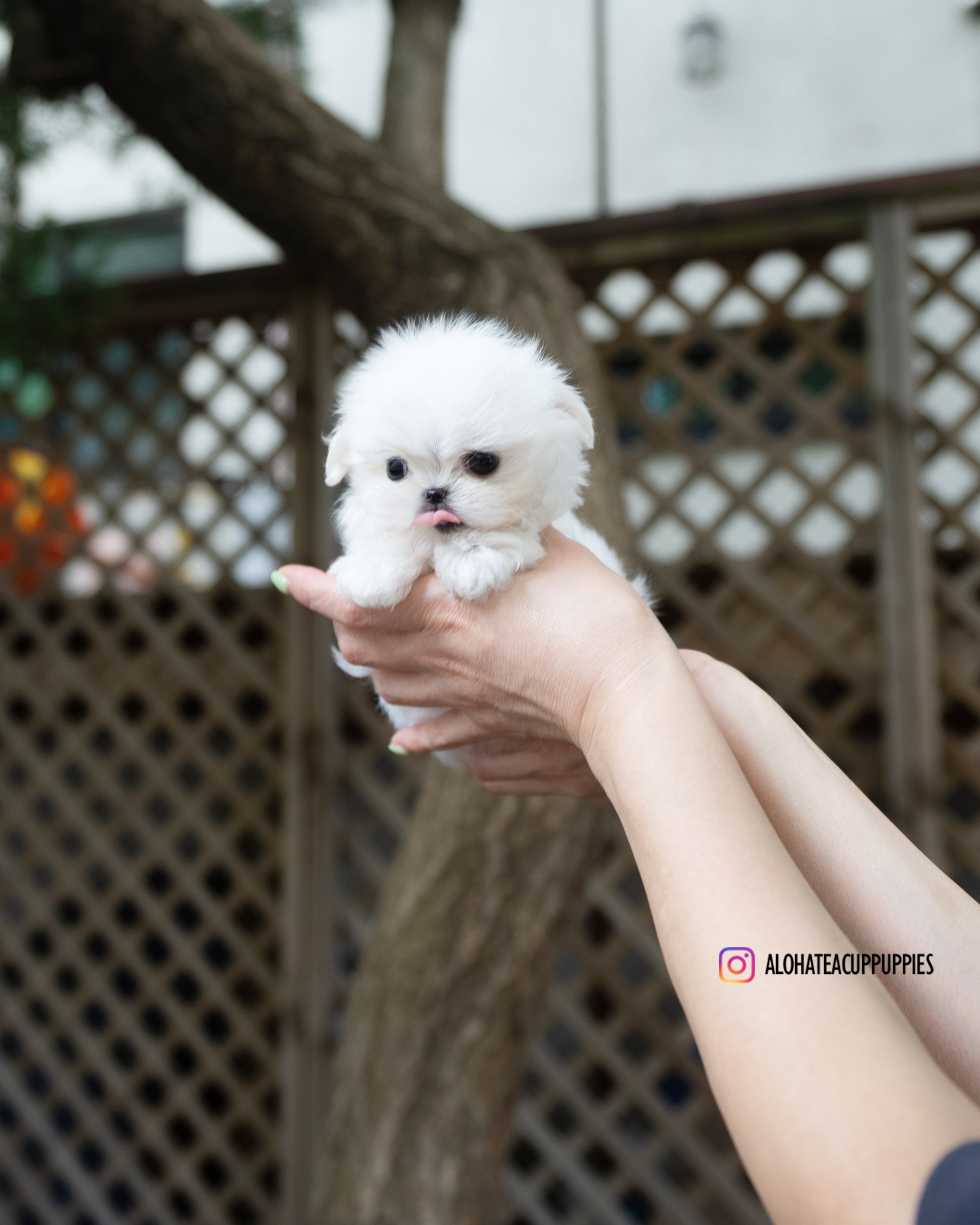 Juliette [TEACUP MALTESE]