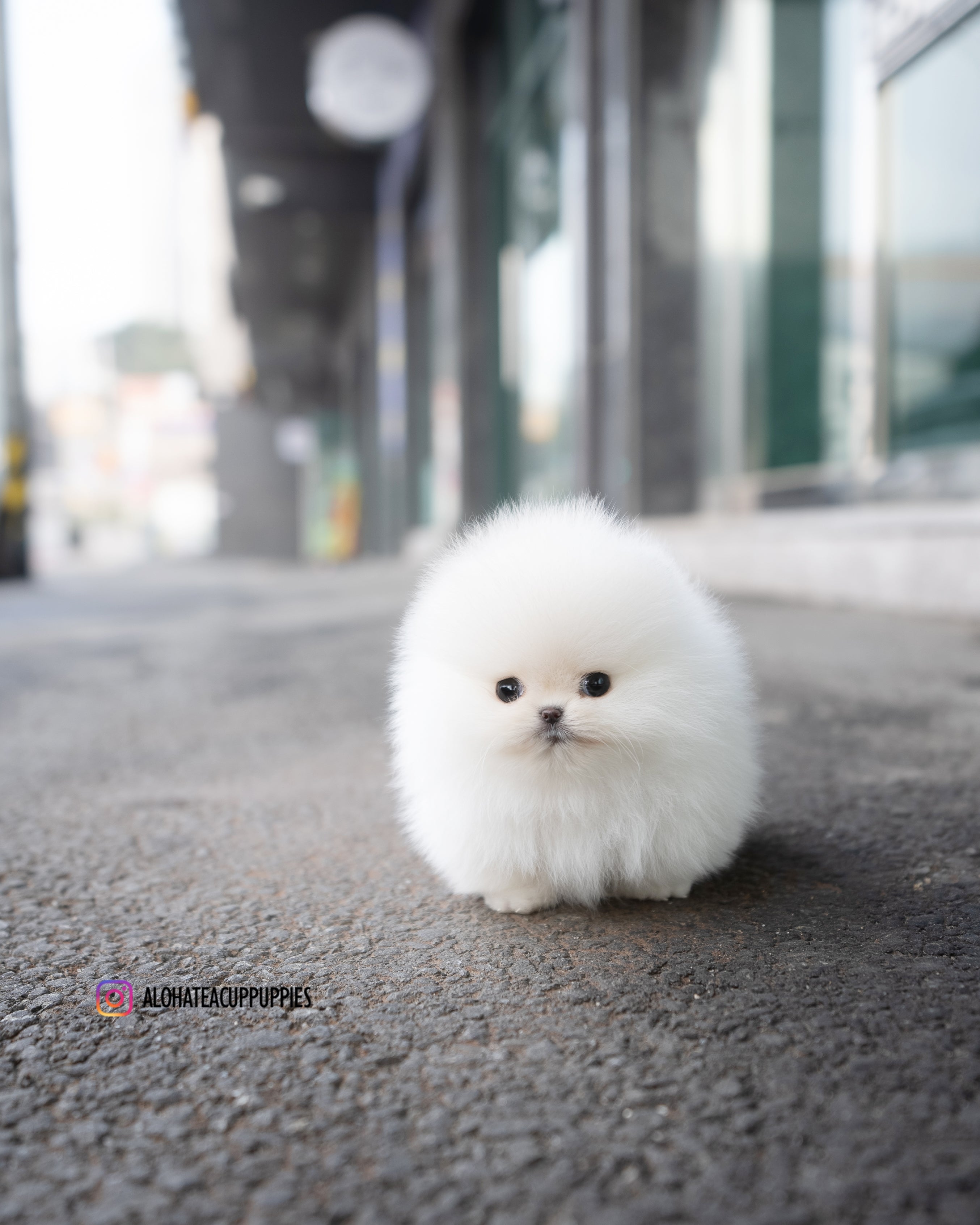 雪 [茶杯博美犬]