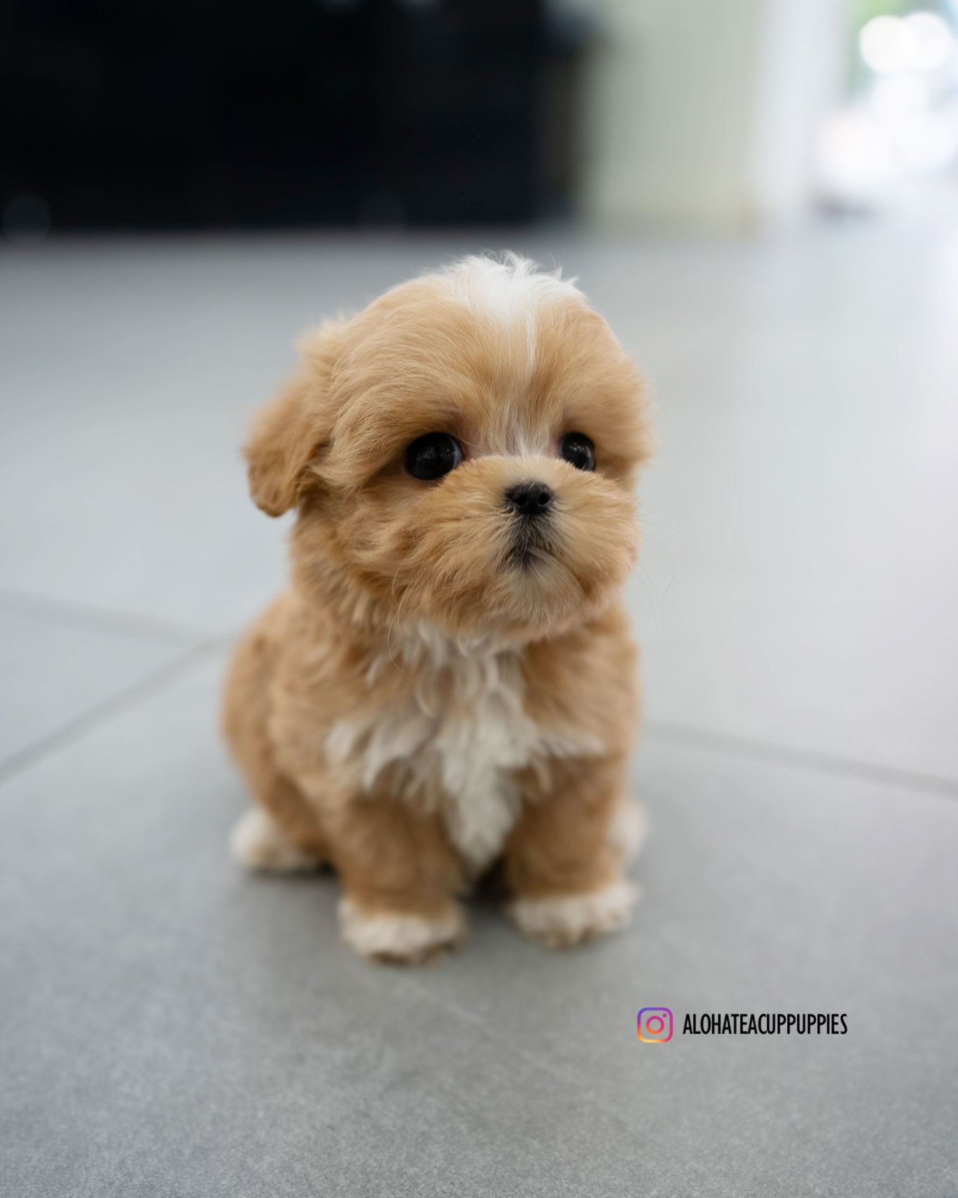 Eden [TEACUP MALTIPOO]