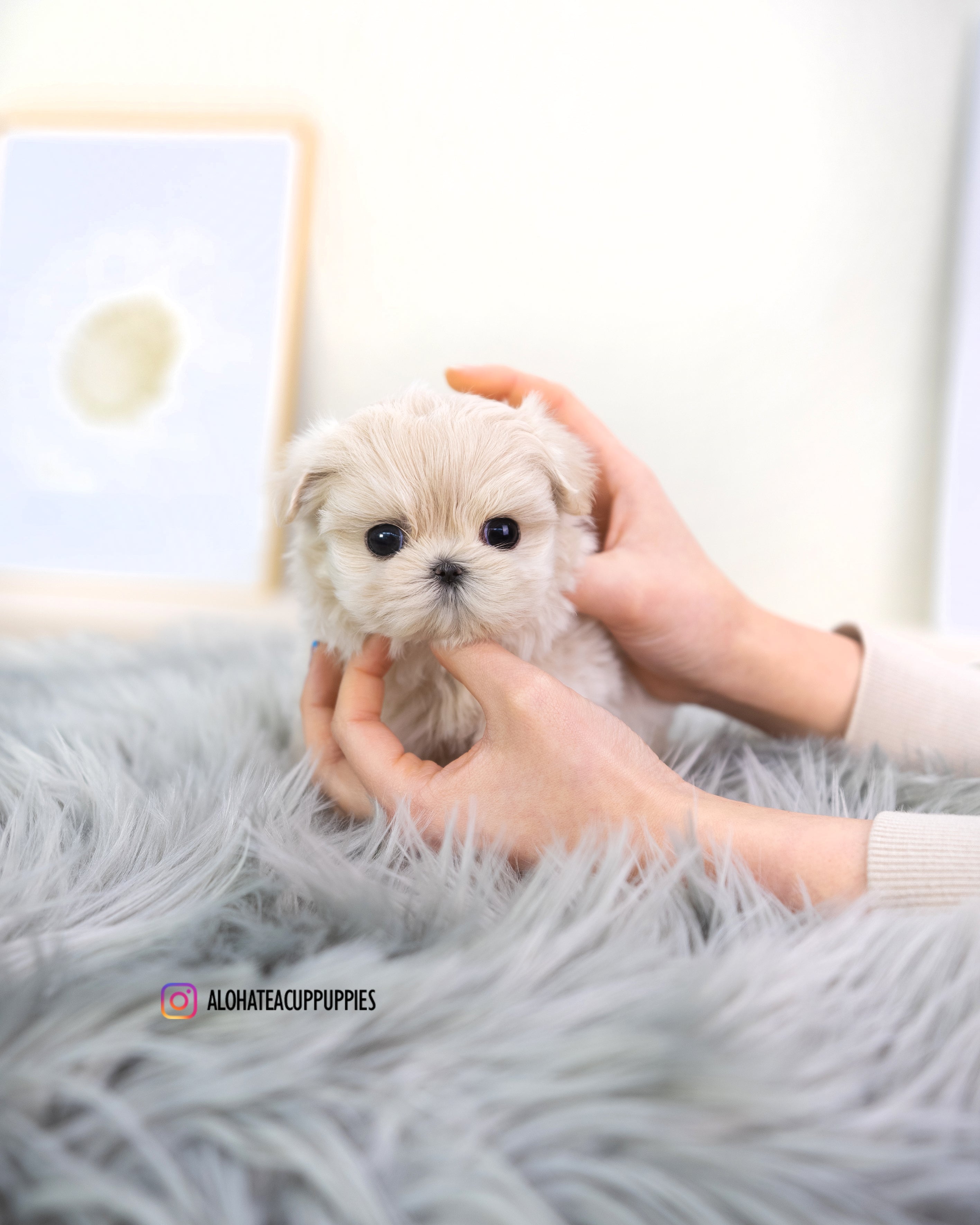 Susan [TEACUP MALTIPOO]