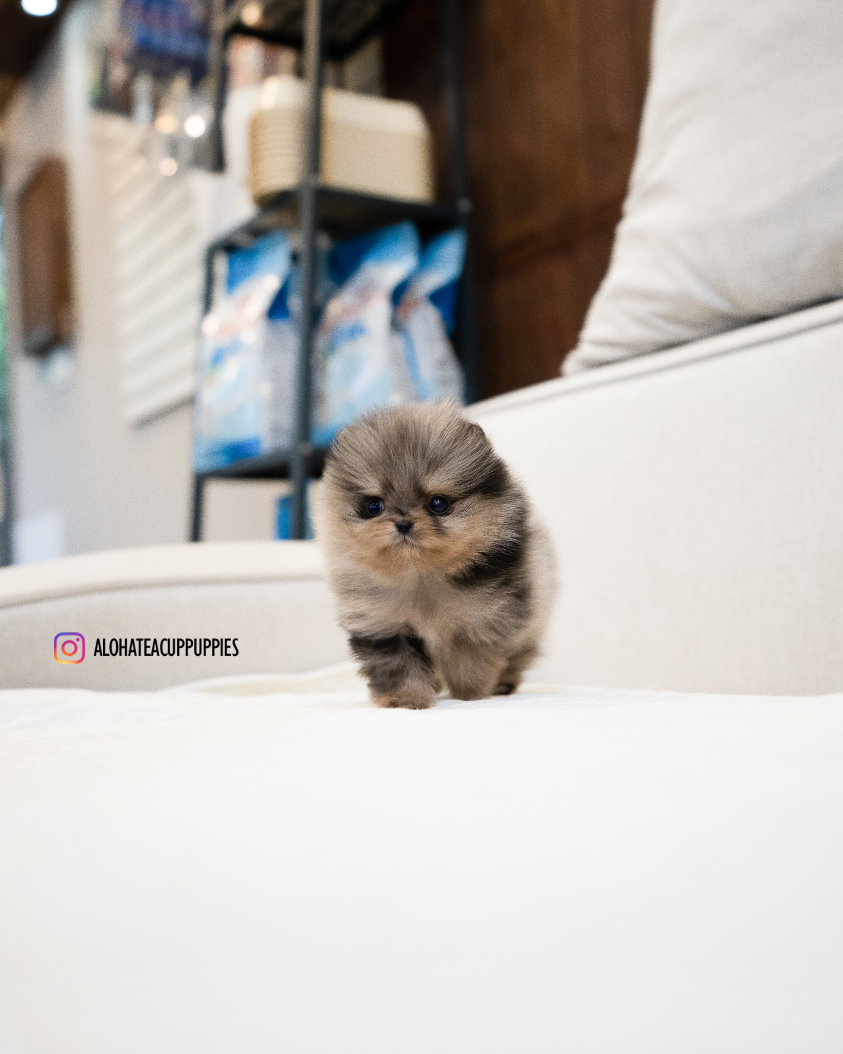 Chris [POMERANIA TAZA DE TÉ]