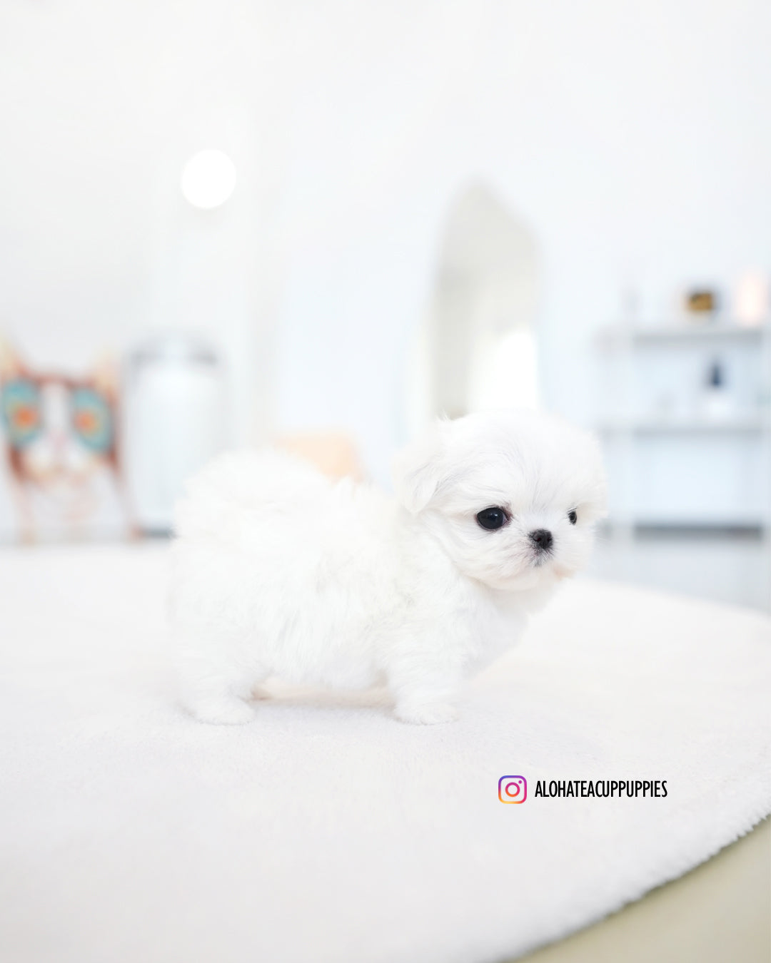 Noel [TEACUP MALTESE]