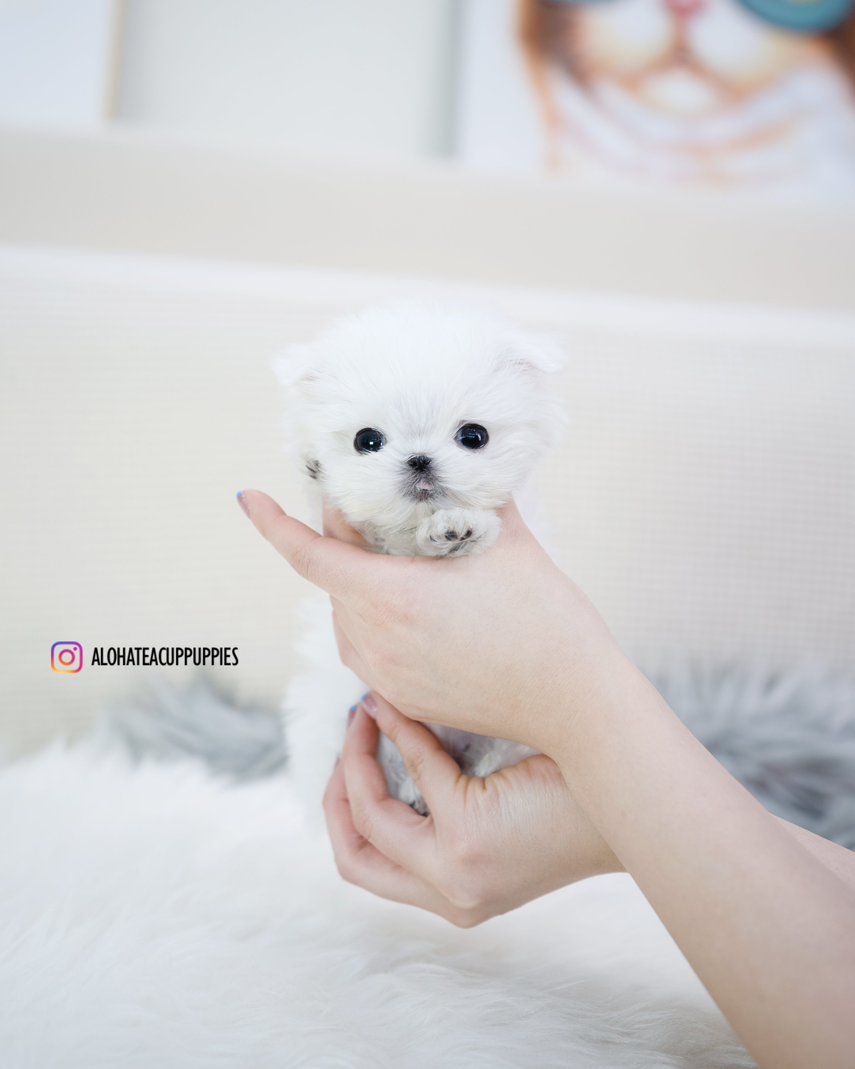 Louie [TEACUP MALTESE]
