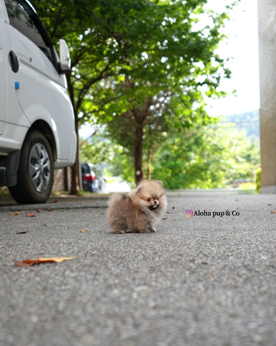 Berry [POMERANIA TAZA DE TÉ]