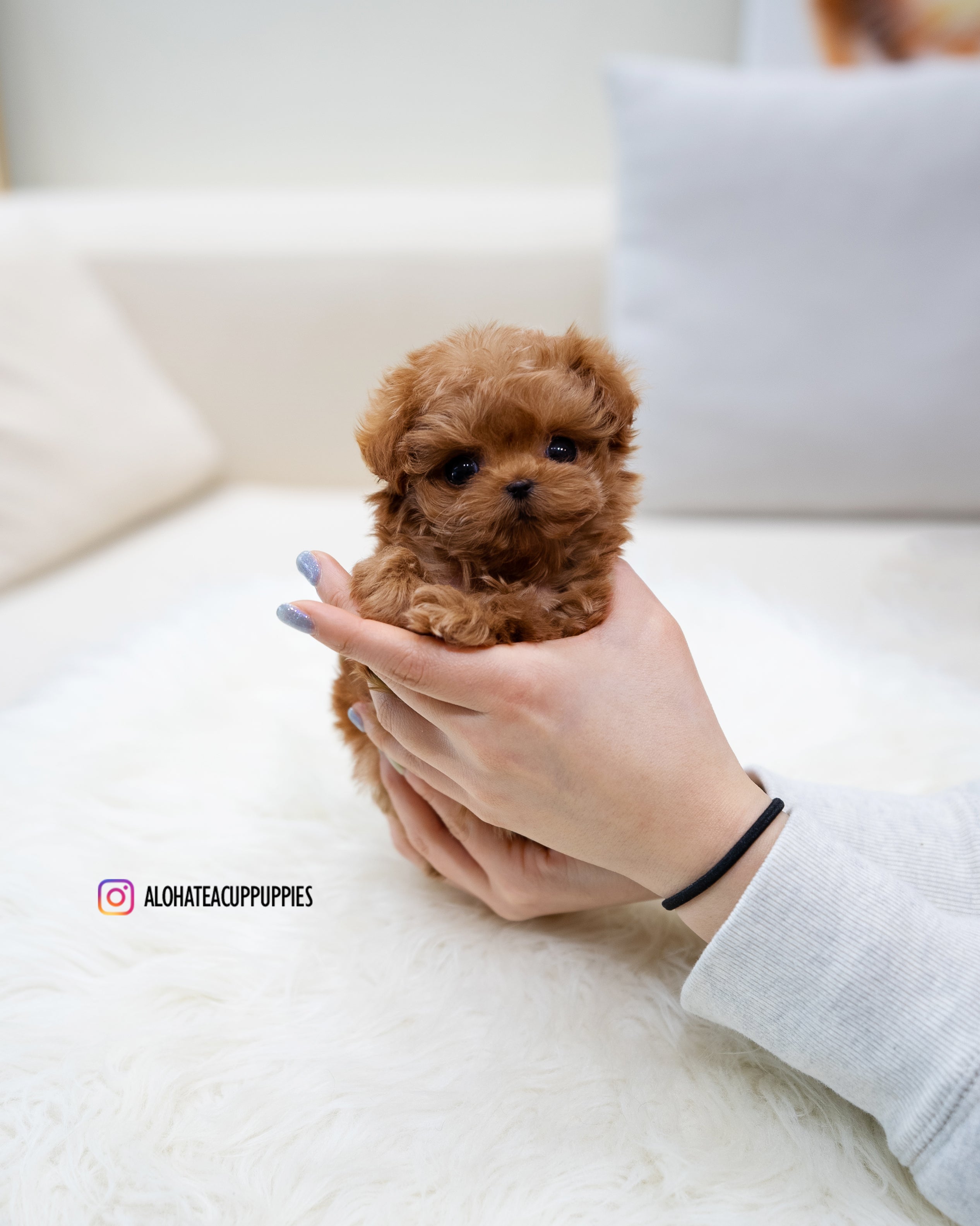 Magot [TEACUP MALTIPOO]