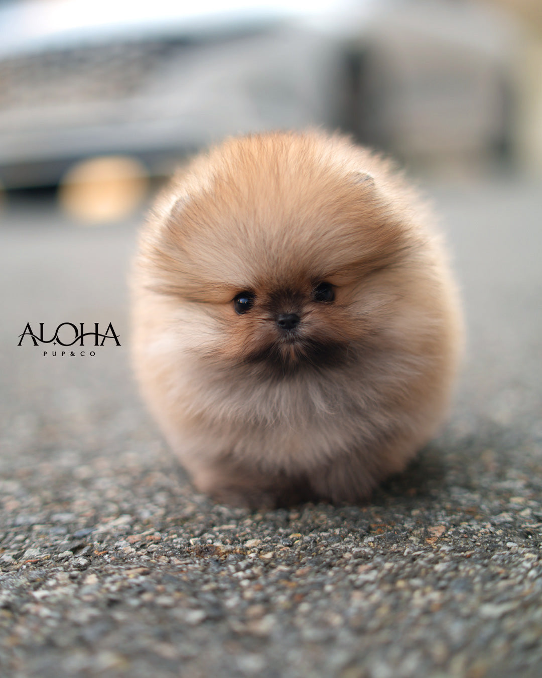 Celine [TEACUP POMERANIAN]