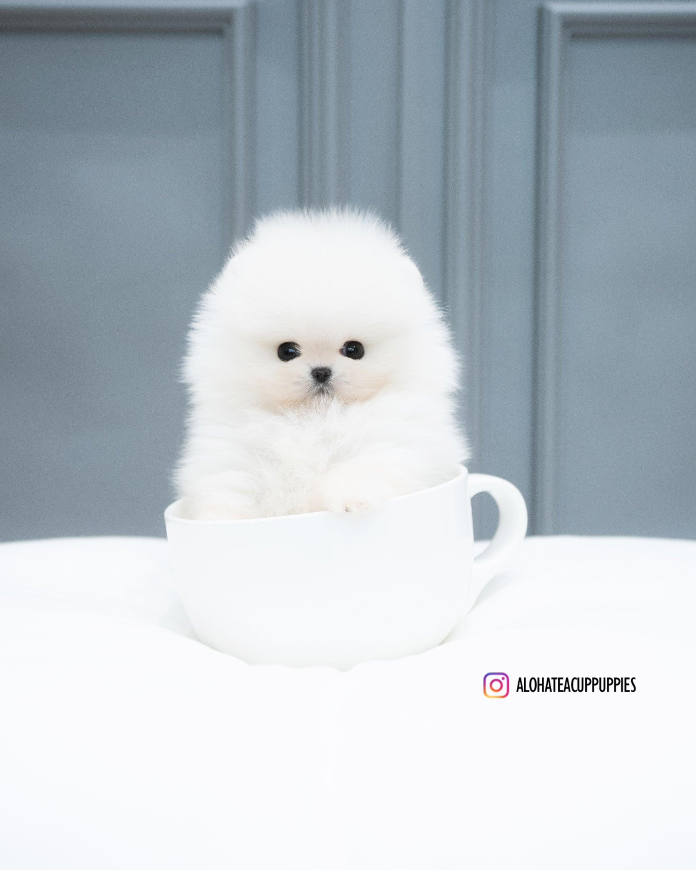 Mickey [POMERANIA TAZA DE TÉ]