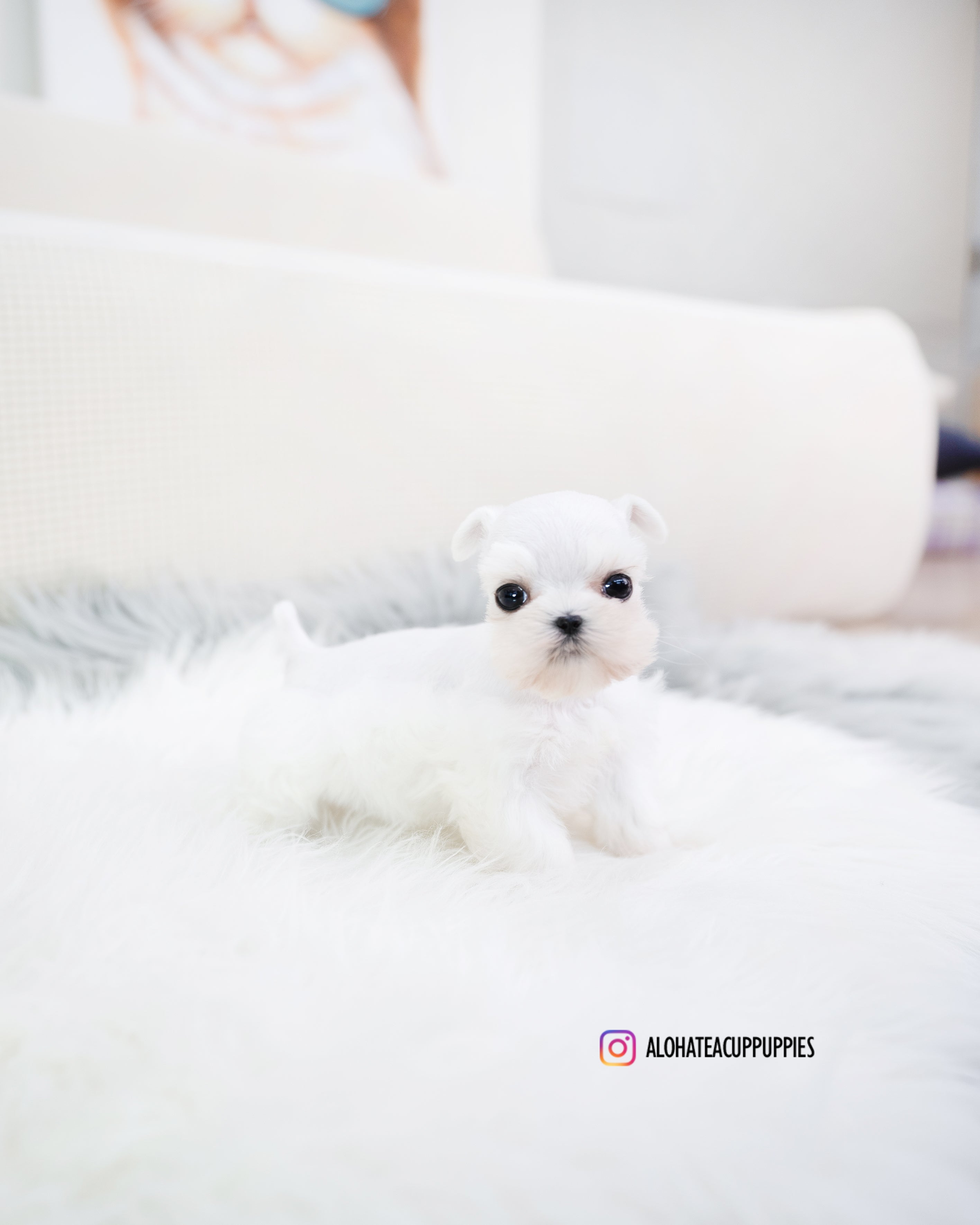 Lyn [Teacup Schnauzer]