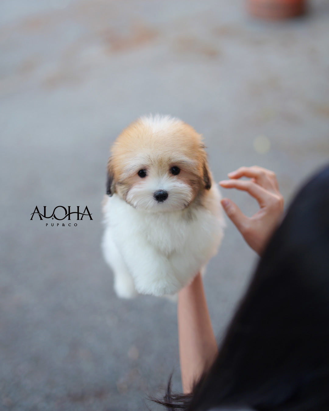 Ritz [Mini Coton de Tulear]