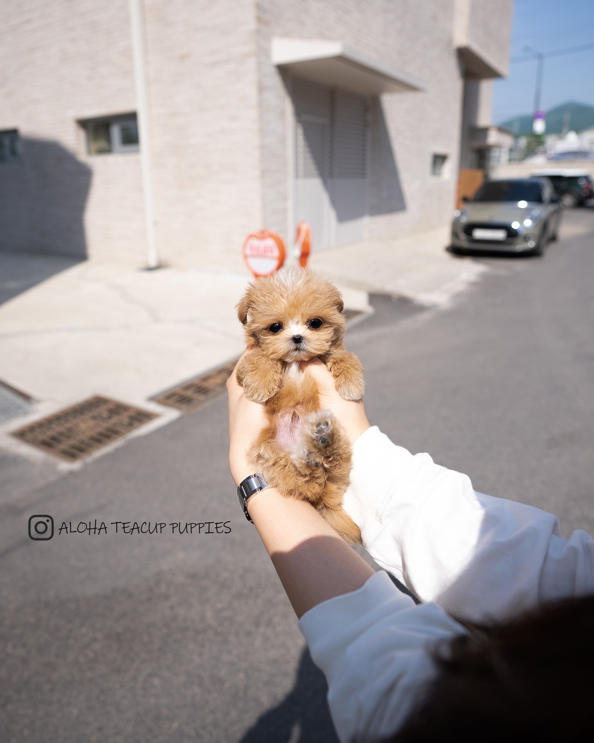 Vincent [TEACUP MALTIPOO]