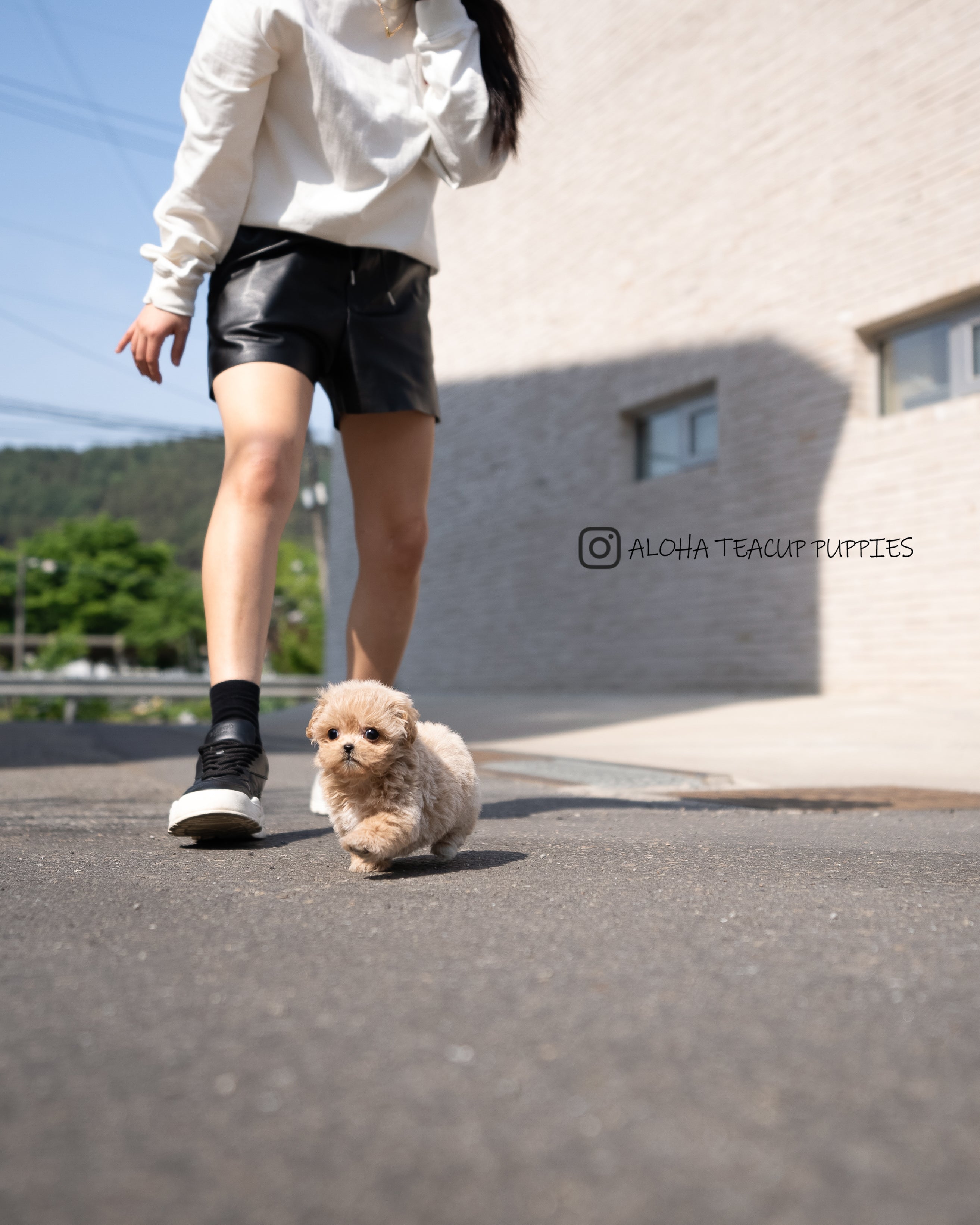 Mabel [TEACUP MALTIPOO]