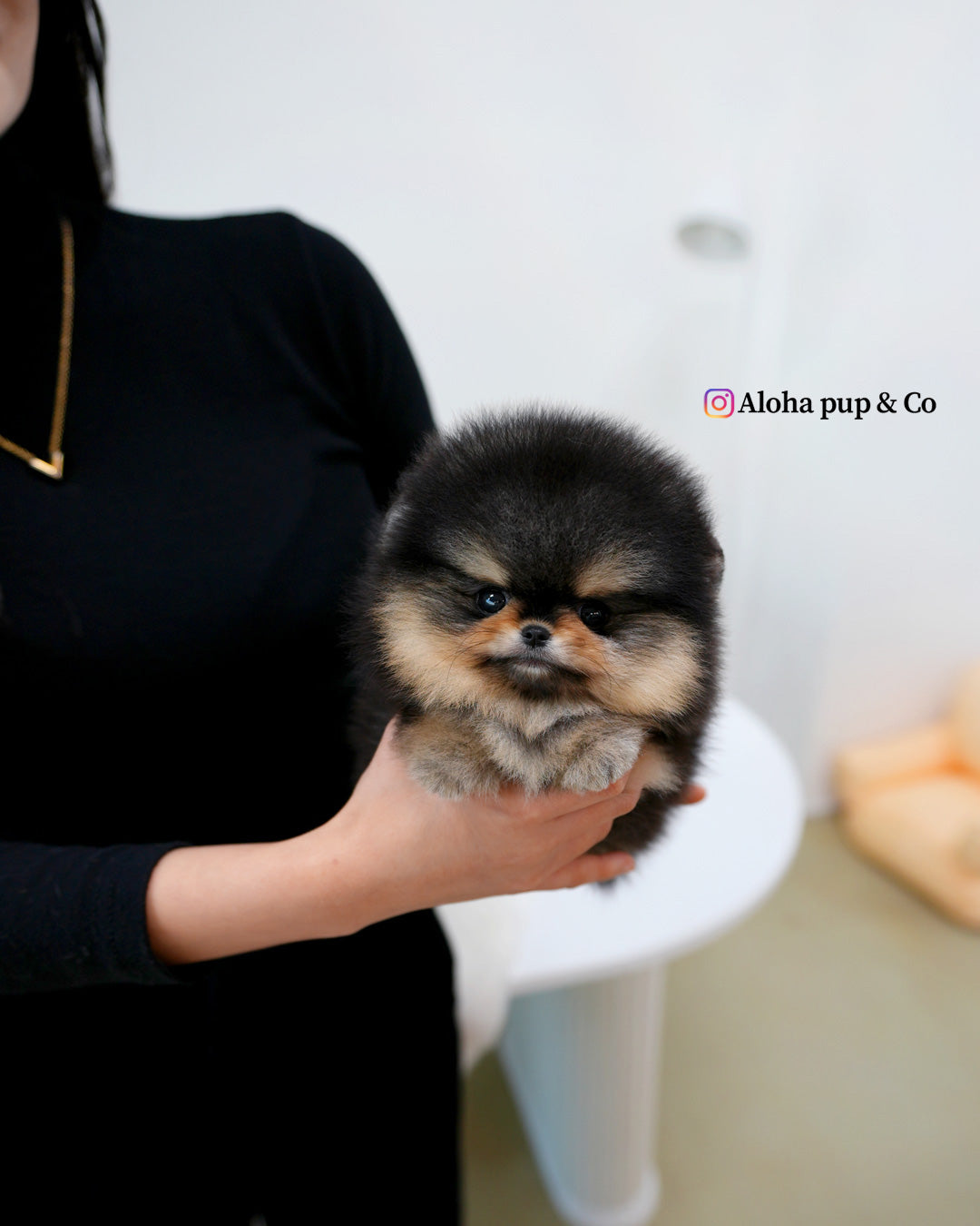 Dolce [POMERANIA DE TAZA]