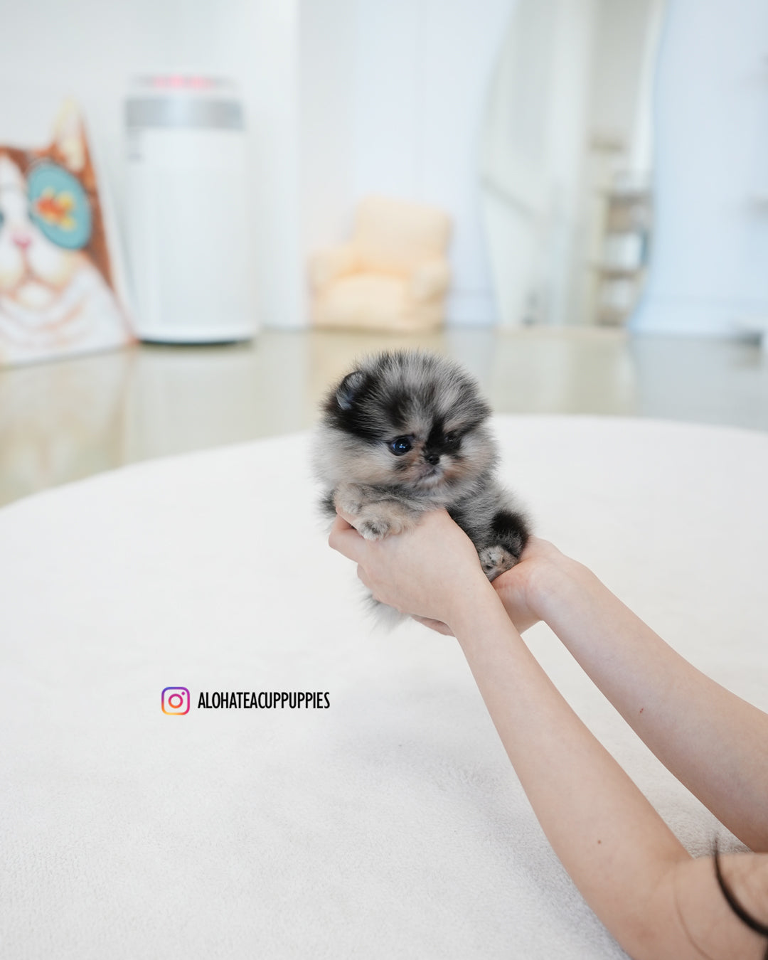 奔驰 [茶杯博美犬]