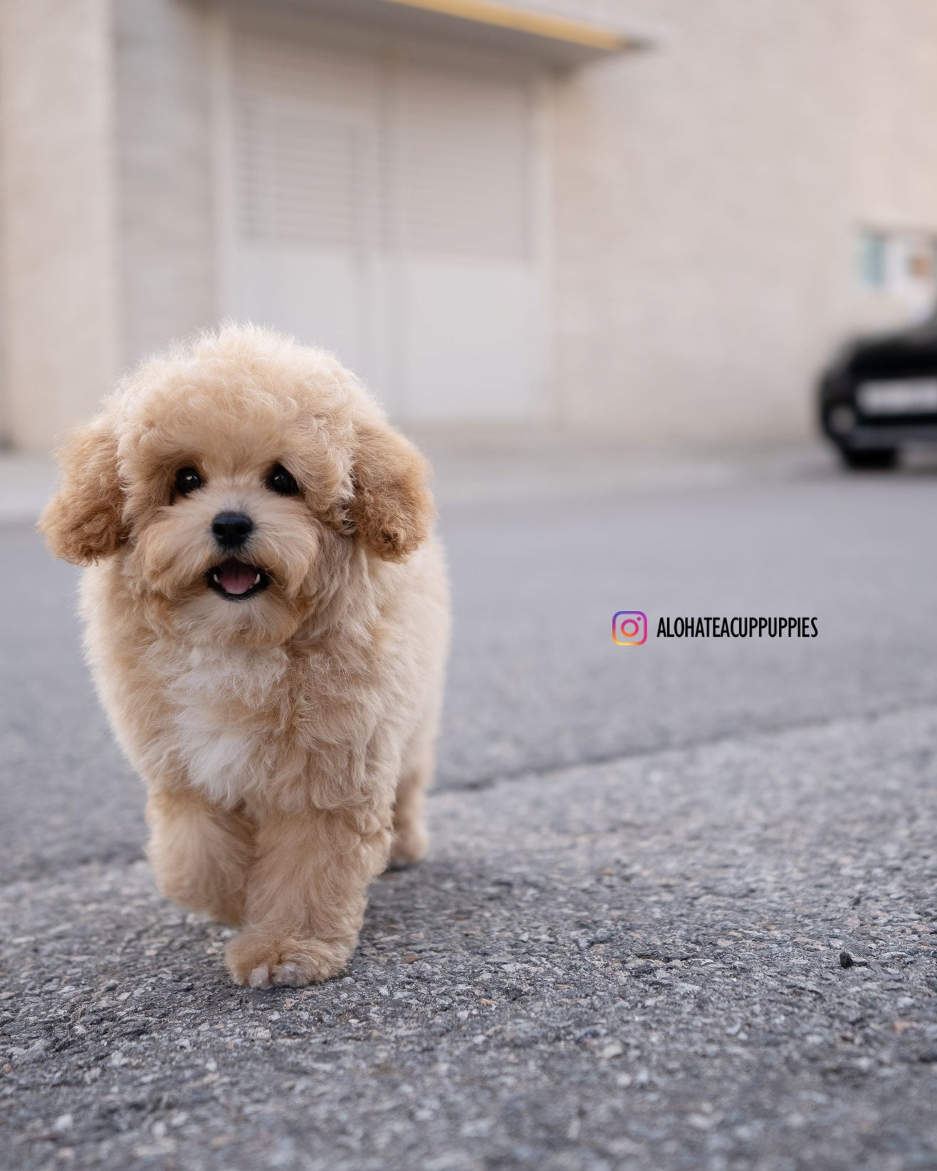 POO [MINI GOLDEN DOODLE]