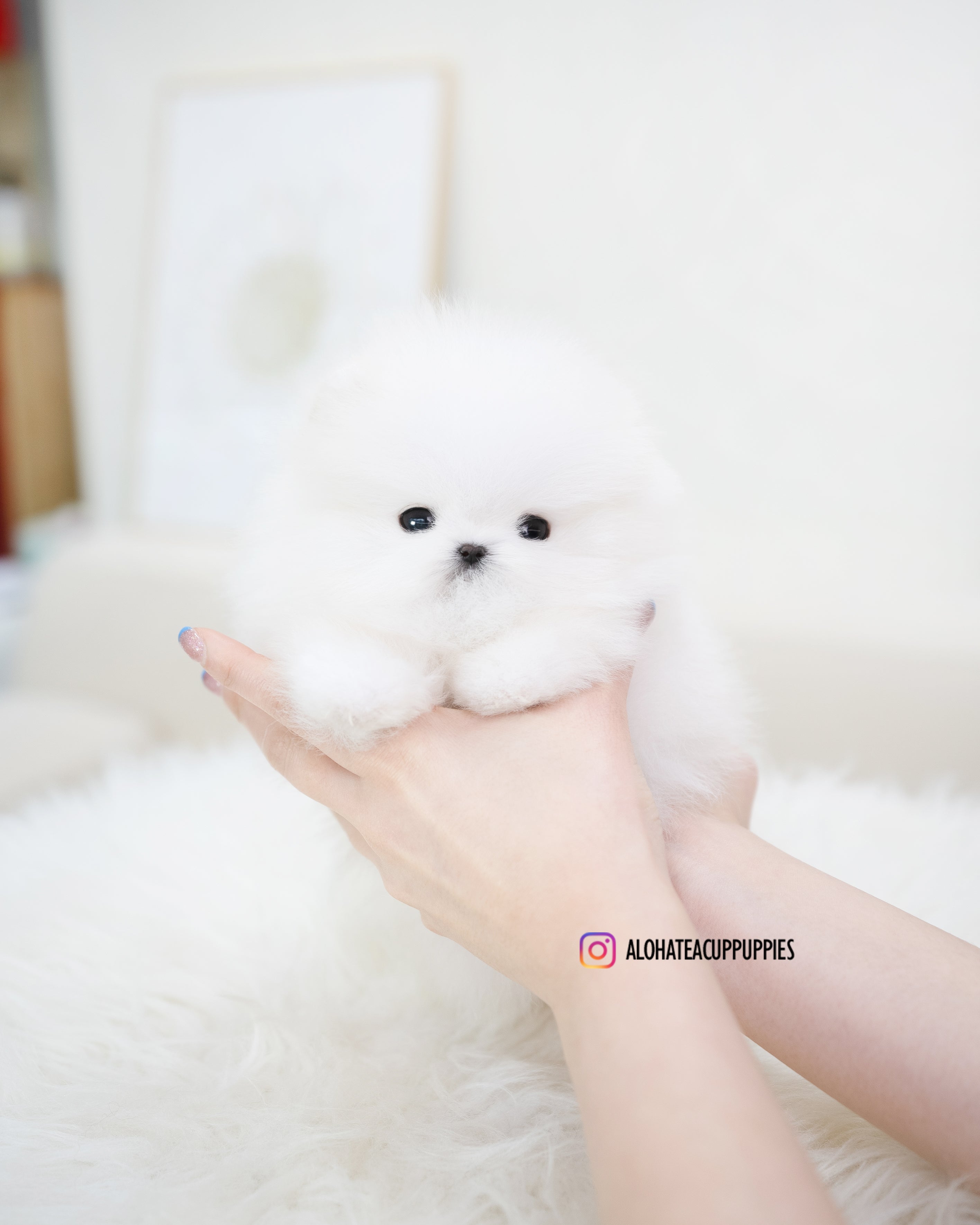 Larry [TEACUP POMERANIAN]