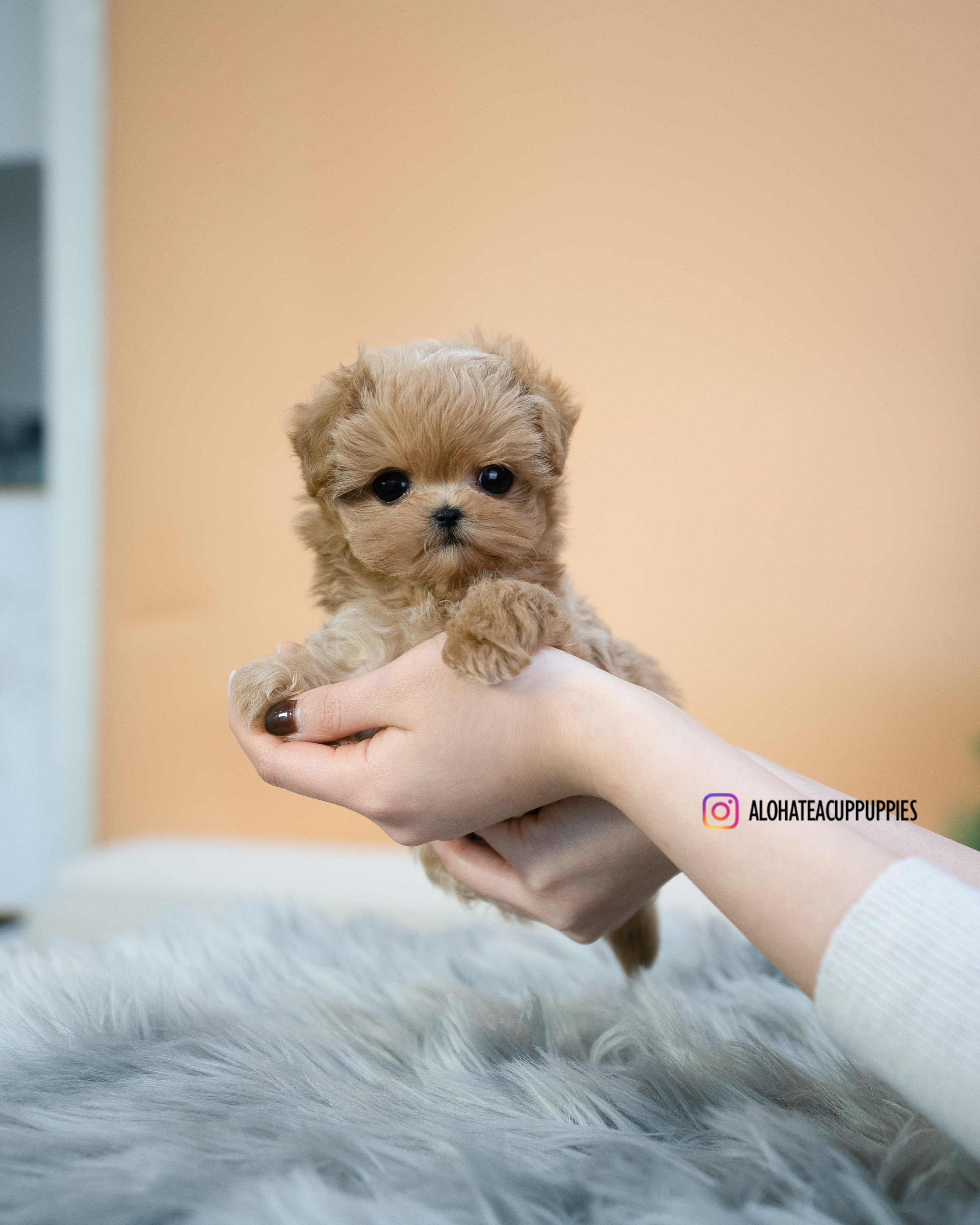 Lucas [TEACUP MALTIPOO]