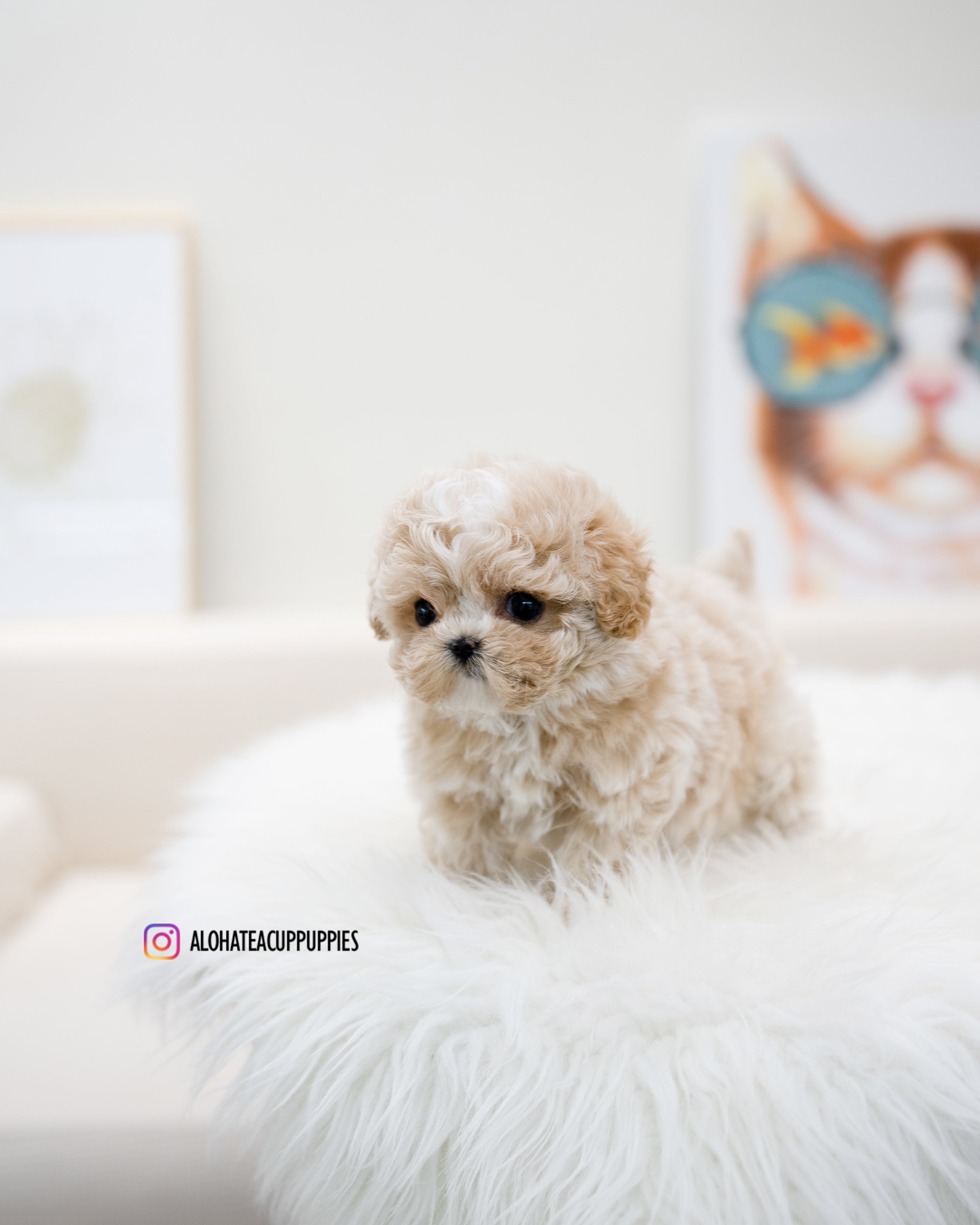 Loewe [TEACUP MALTIPOO]