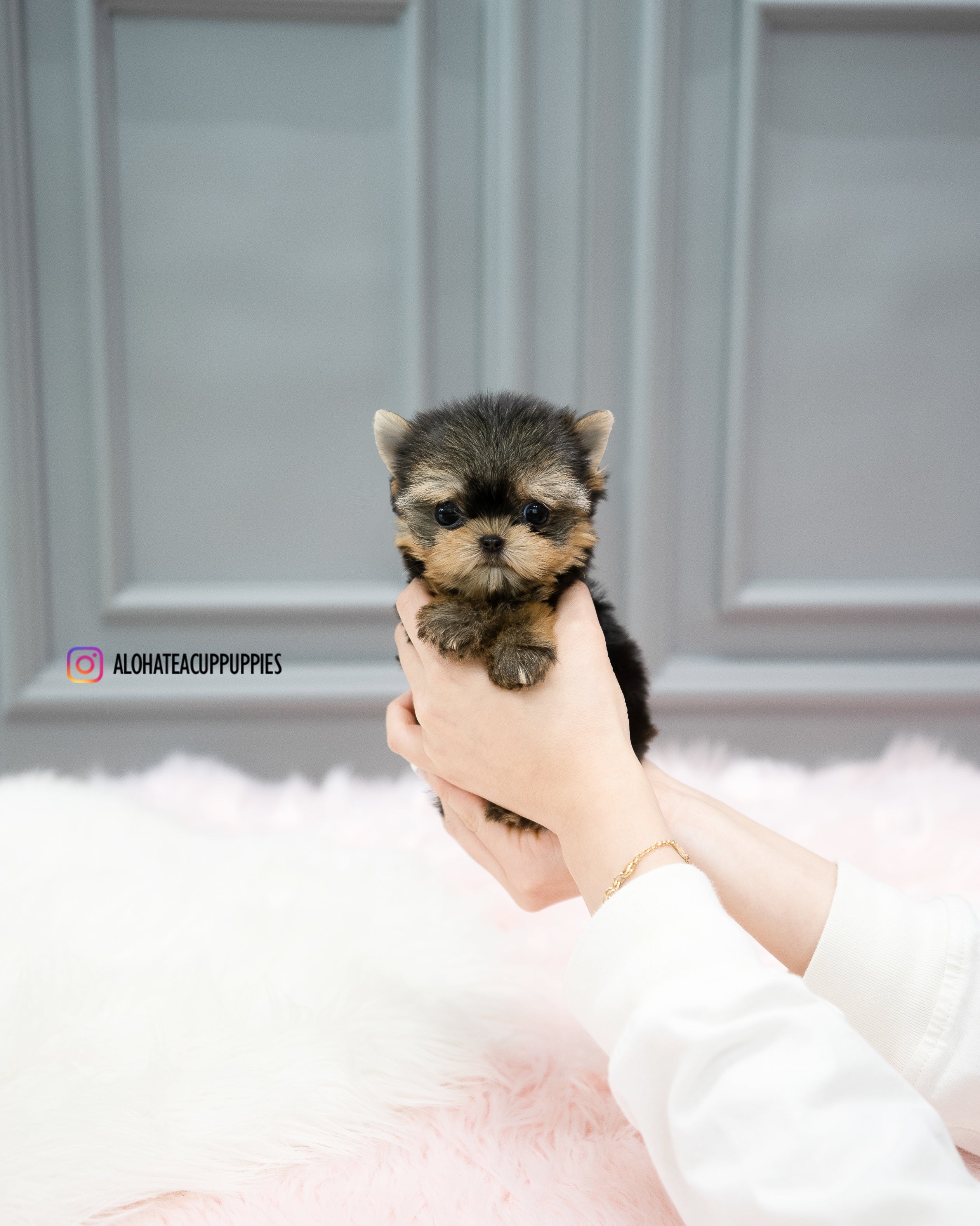 Cherry [TEACUP YORKIE]