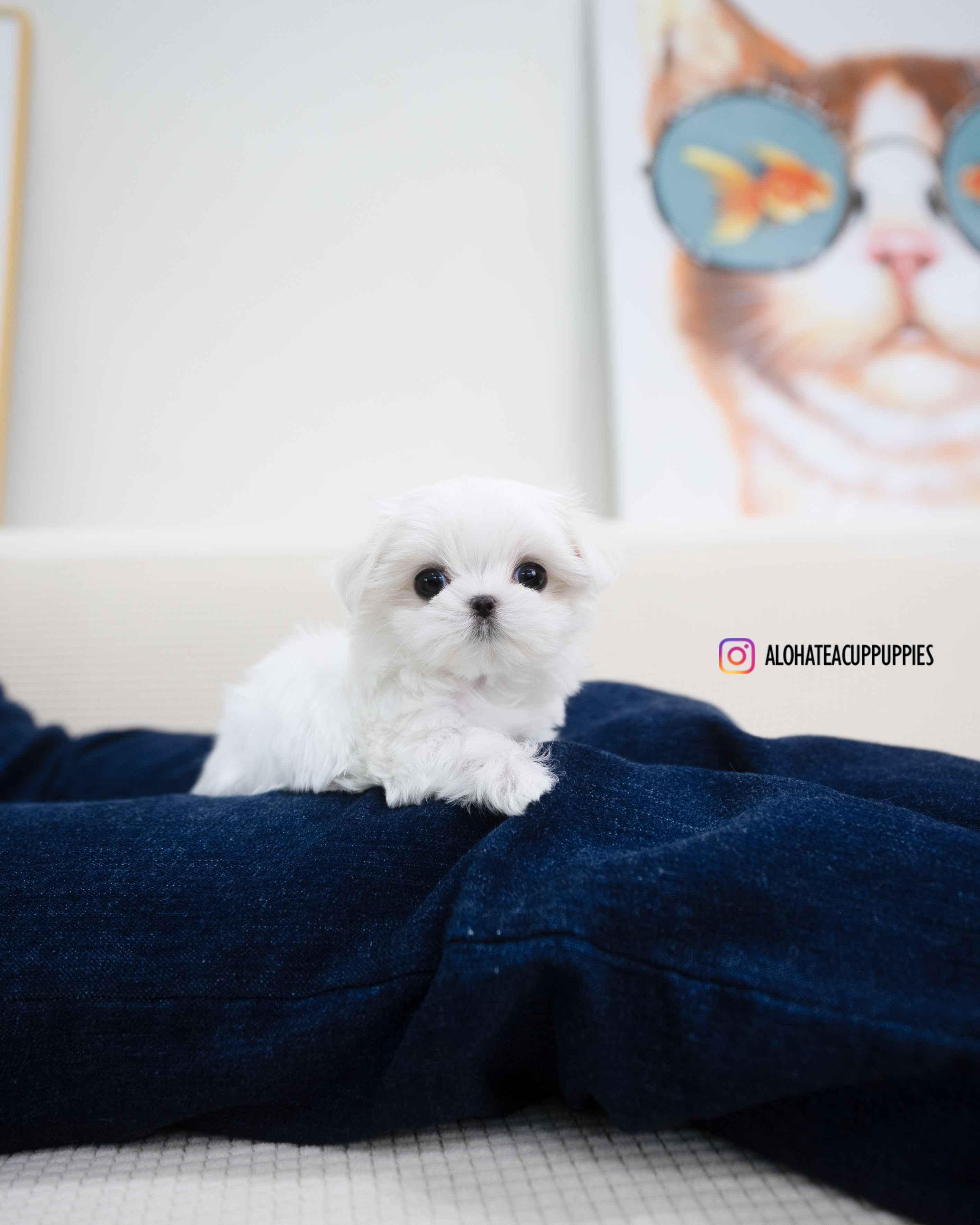 Erin [TEACUP MALTESE]