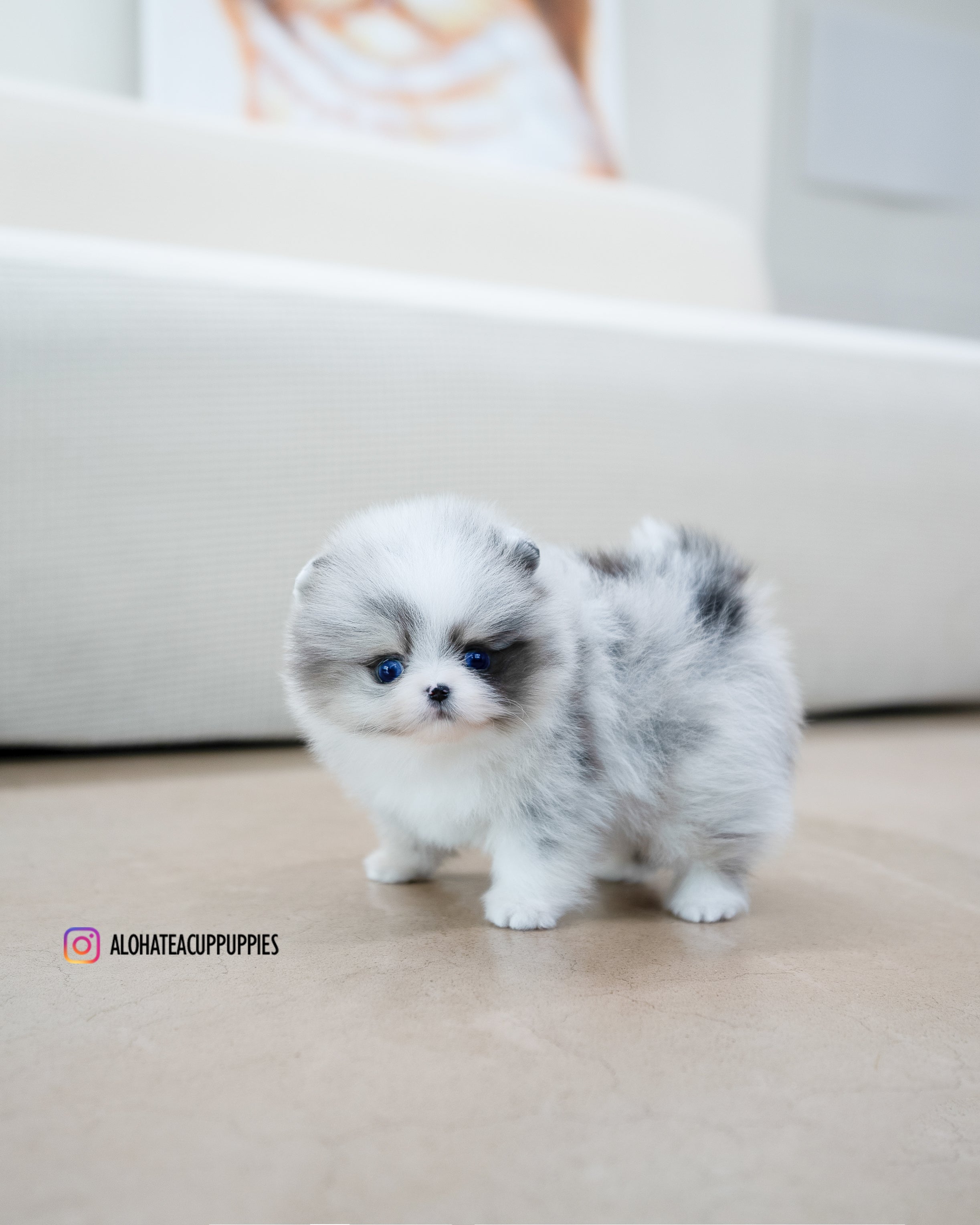 Peach [TEACUP POMERANIAN]