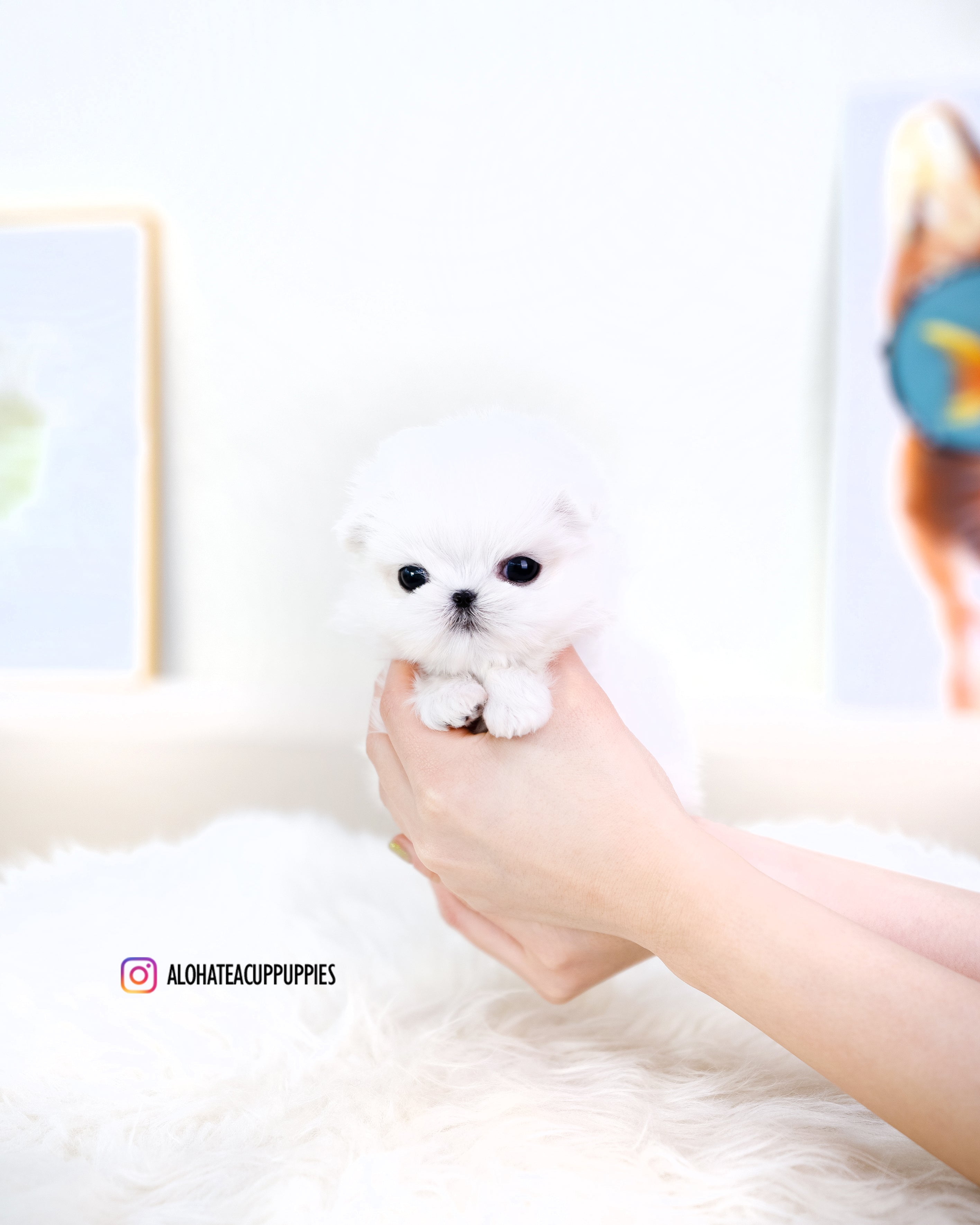 dove [TEACUP MALTESE]