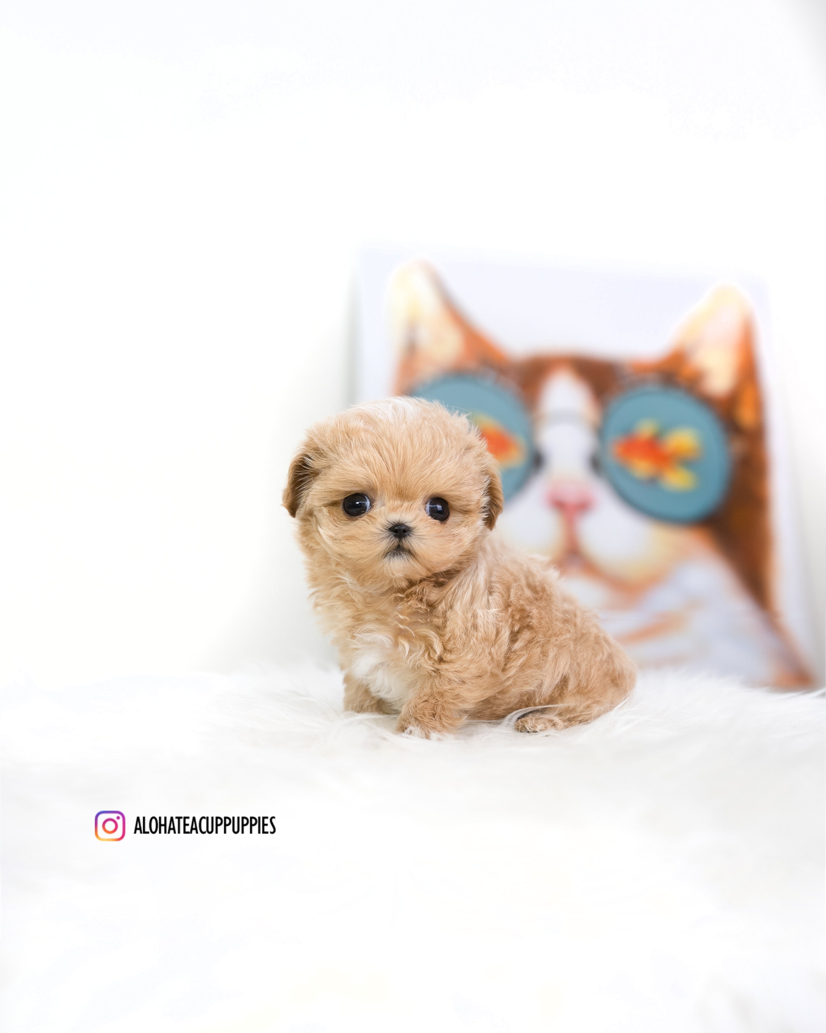 Macaron [TEACUP MALTIPOO]