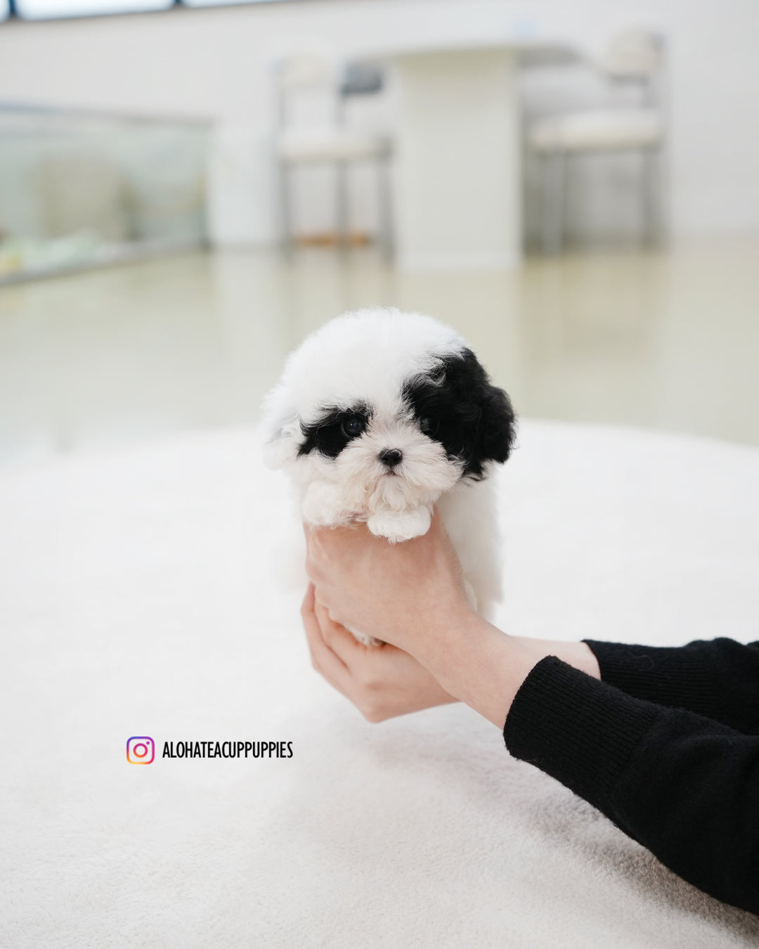 Rocky [TEACUP POODLE]