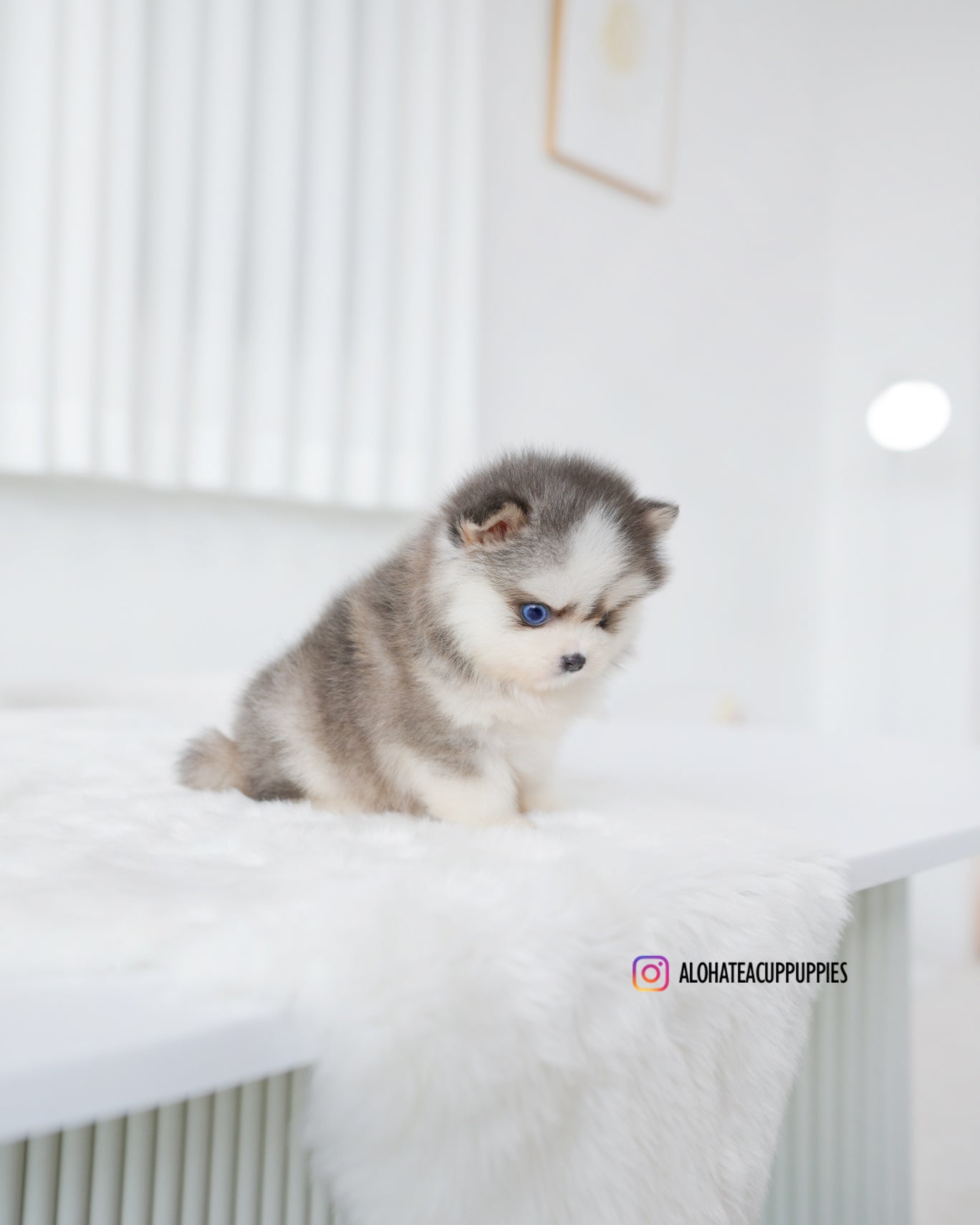 Elsa [POMSKY MINIATURA]