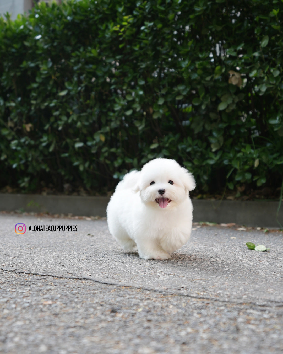Papou [Mini Coton de Tulear]