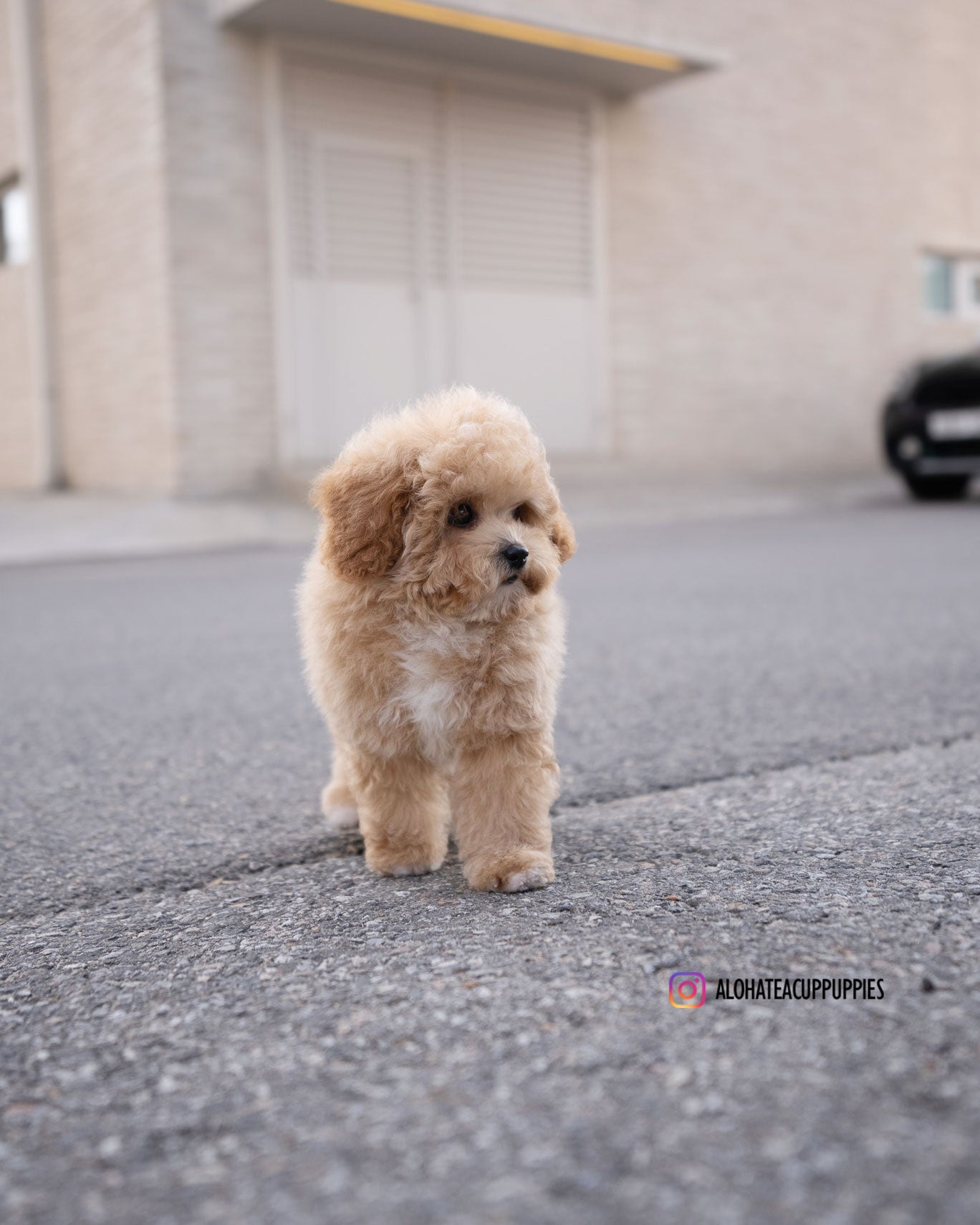 POO [MINI GOLDEN DOODLE]