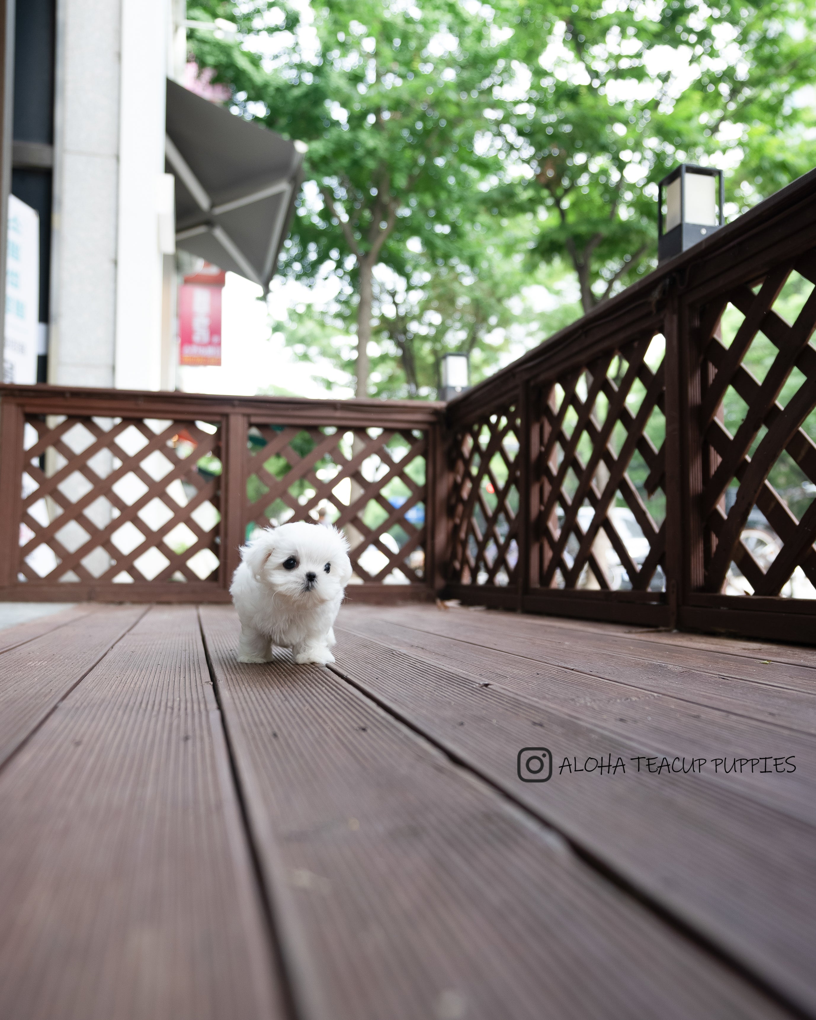 Asher [TEACUP MALTESE]