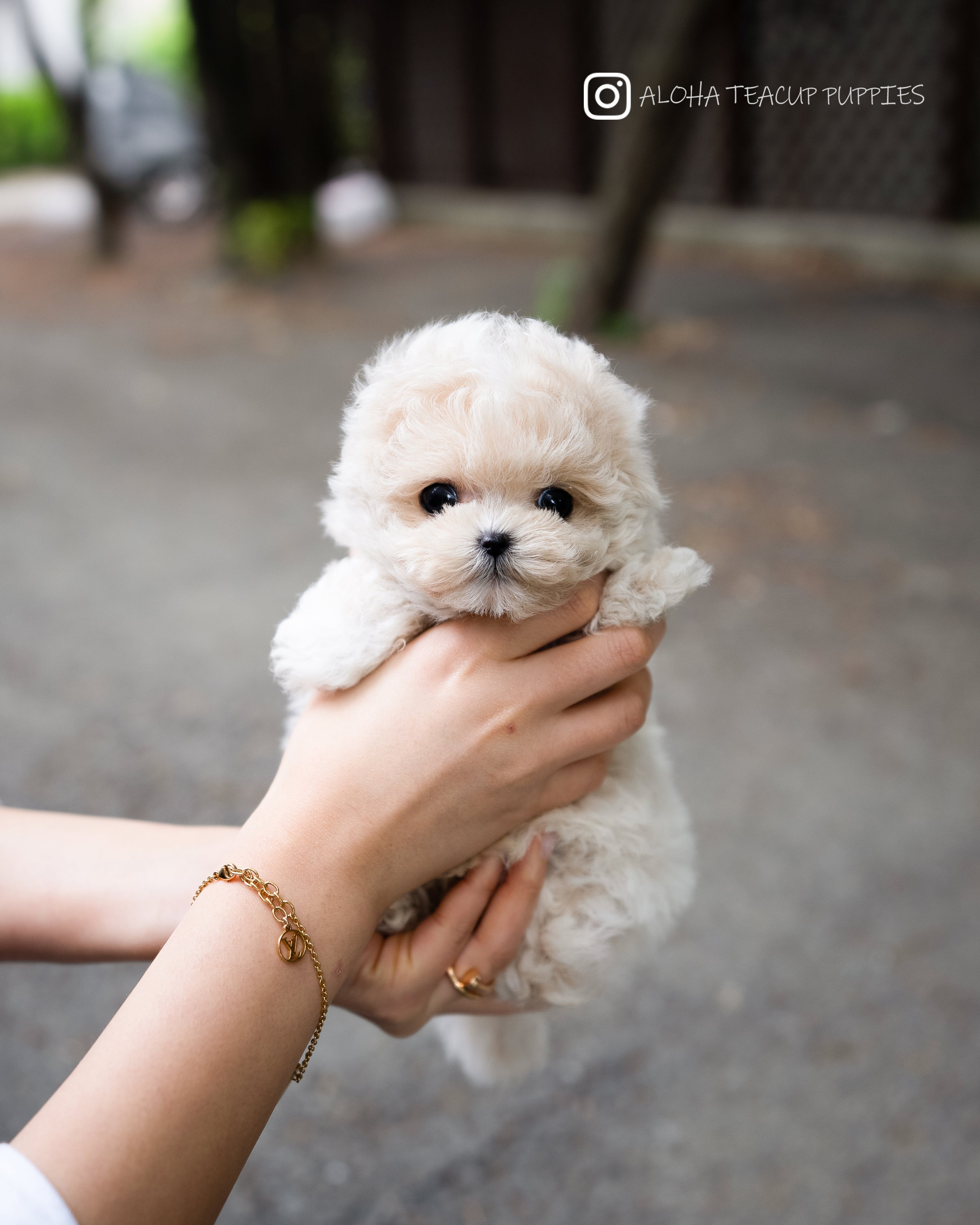 Ozzy [TEACUP MALTIPOO]