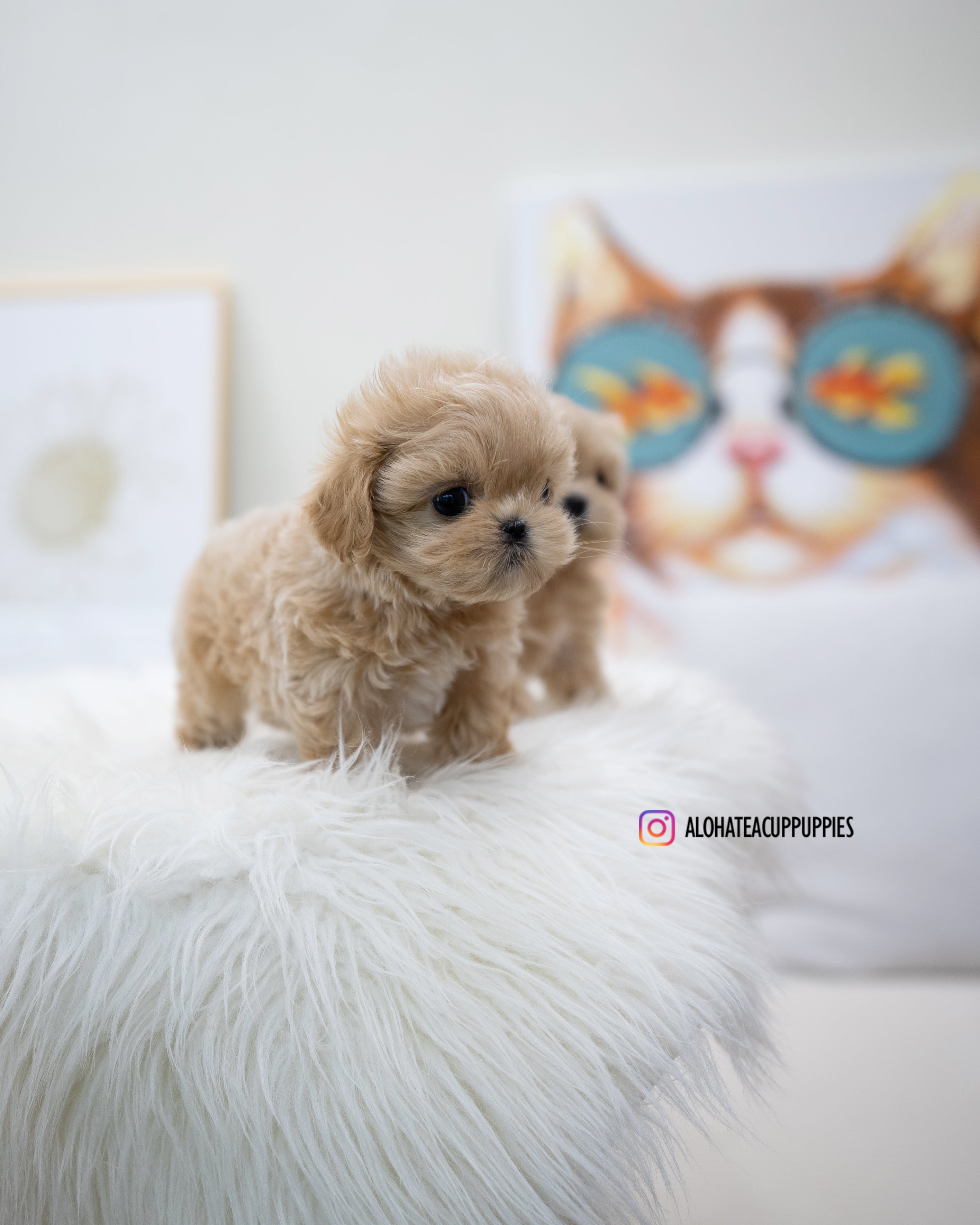 Zayne [TEACUP MALTIPOO]