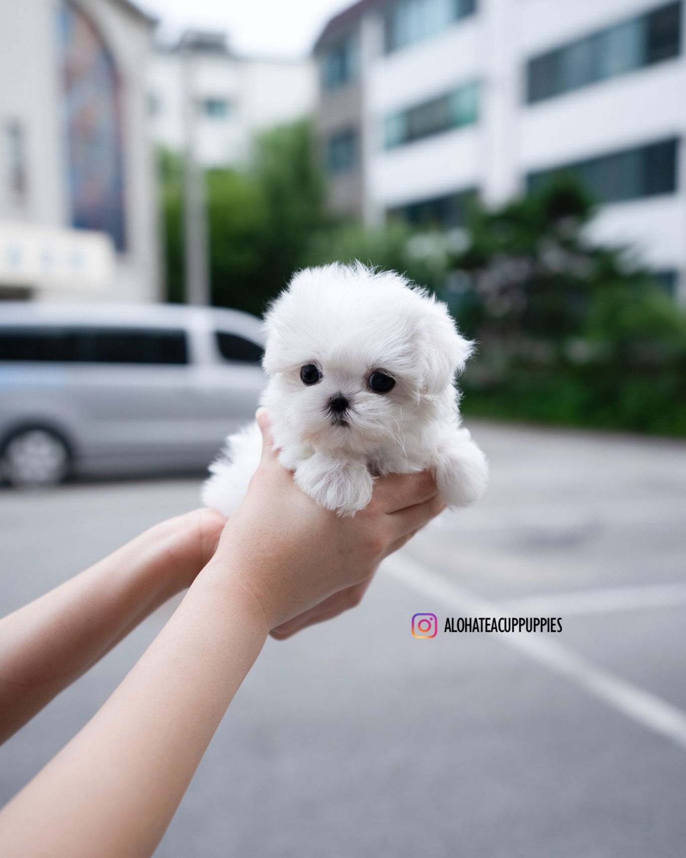 Demi [TEACUP MALTESE]