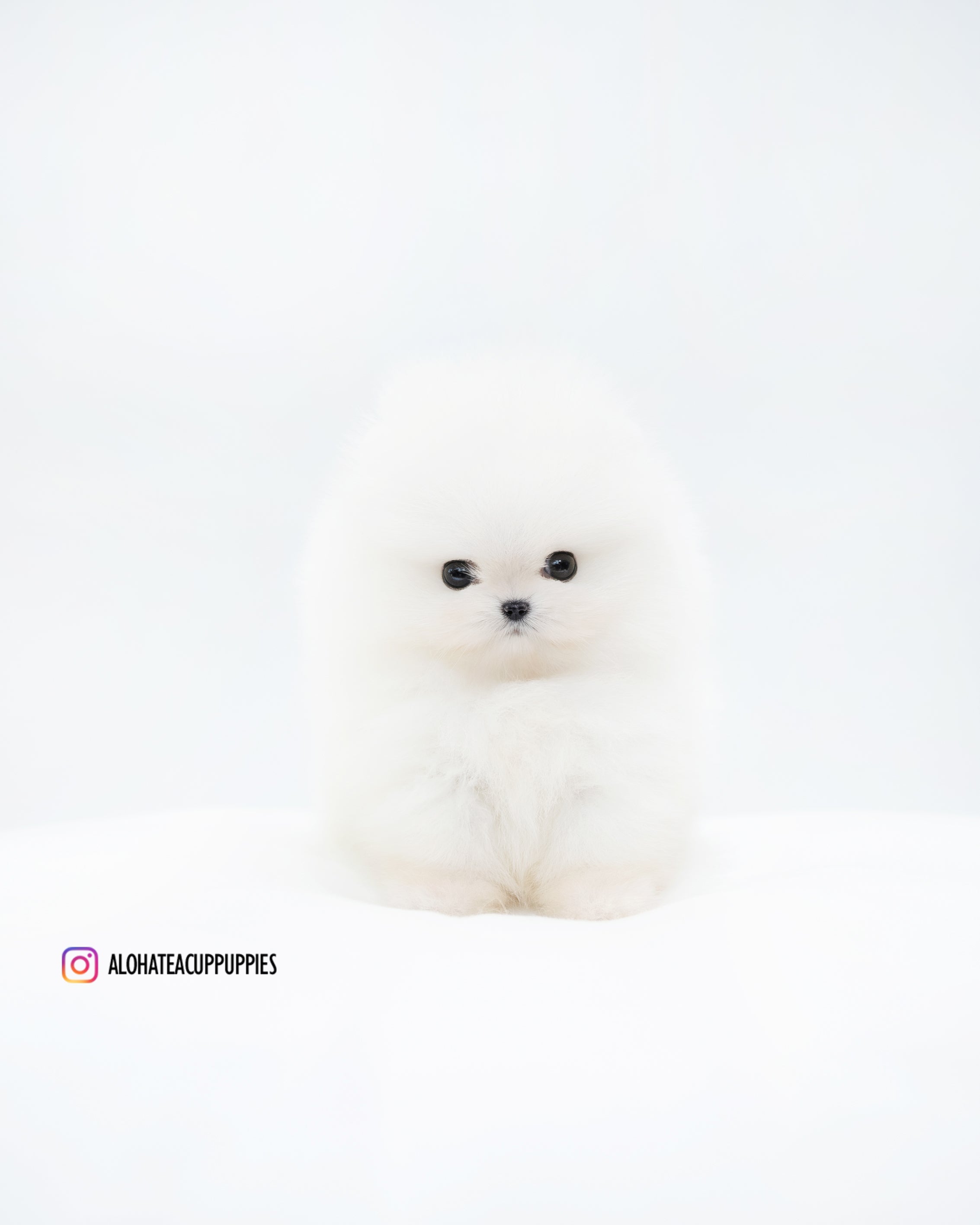 Mickey [POMERANIA TAZA DE TÉ]
