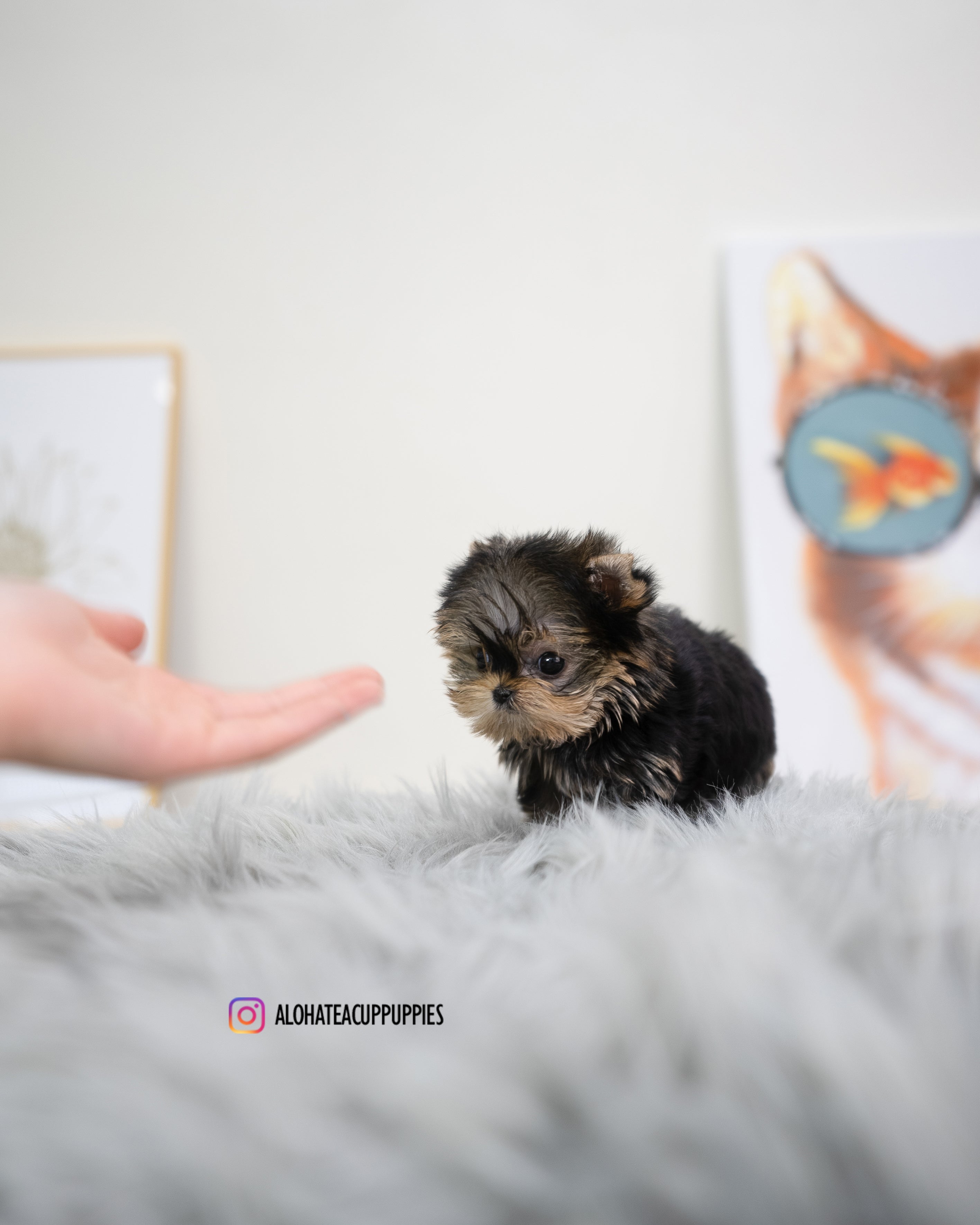 Holly [TEACUP YORKIE]
