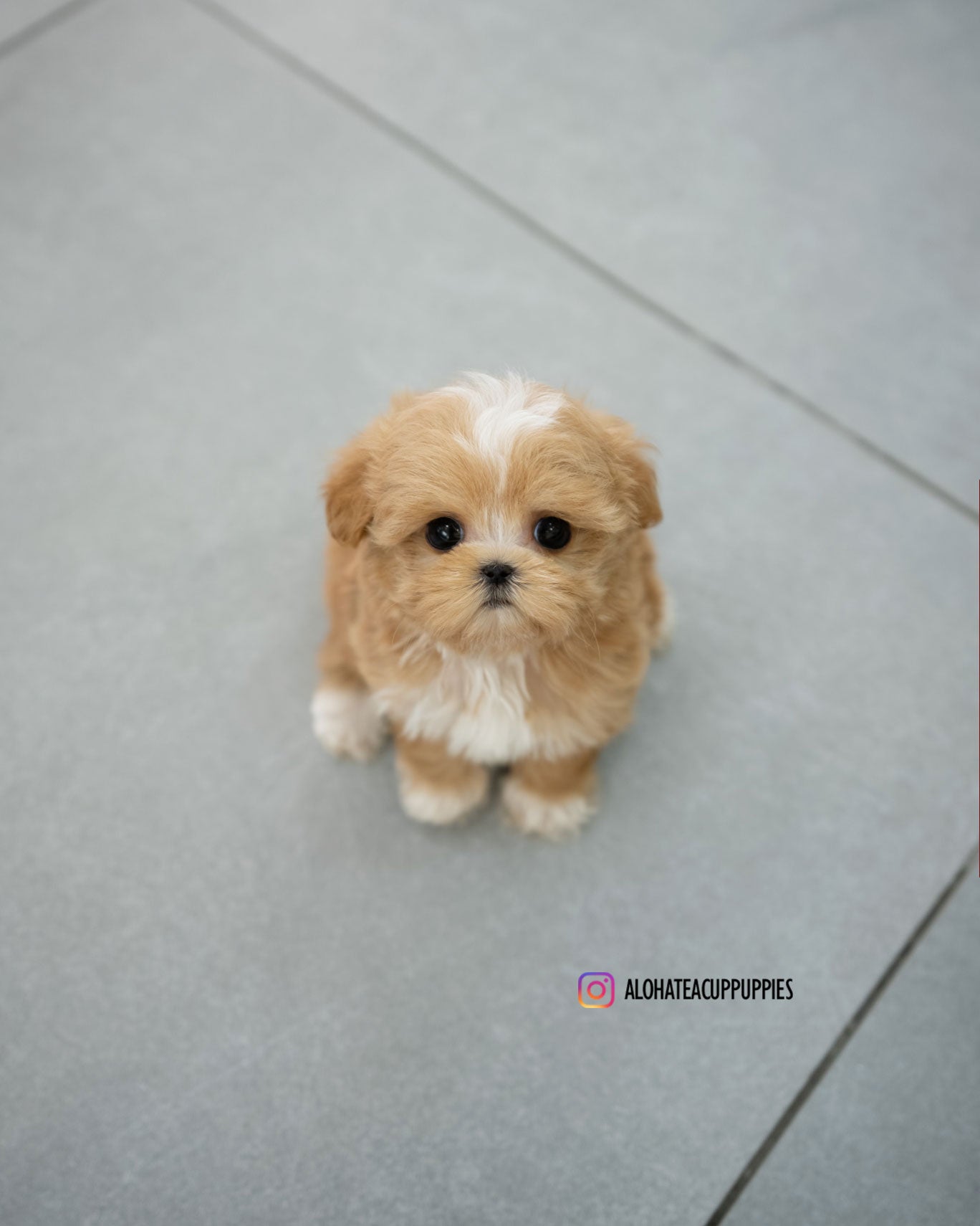 Eden [TEACUP MALTIPOO]